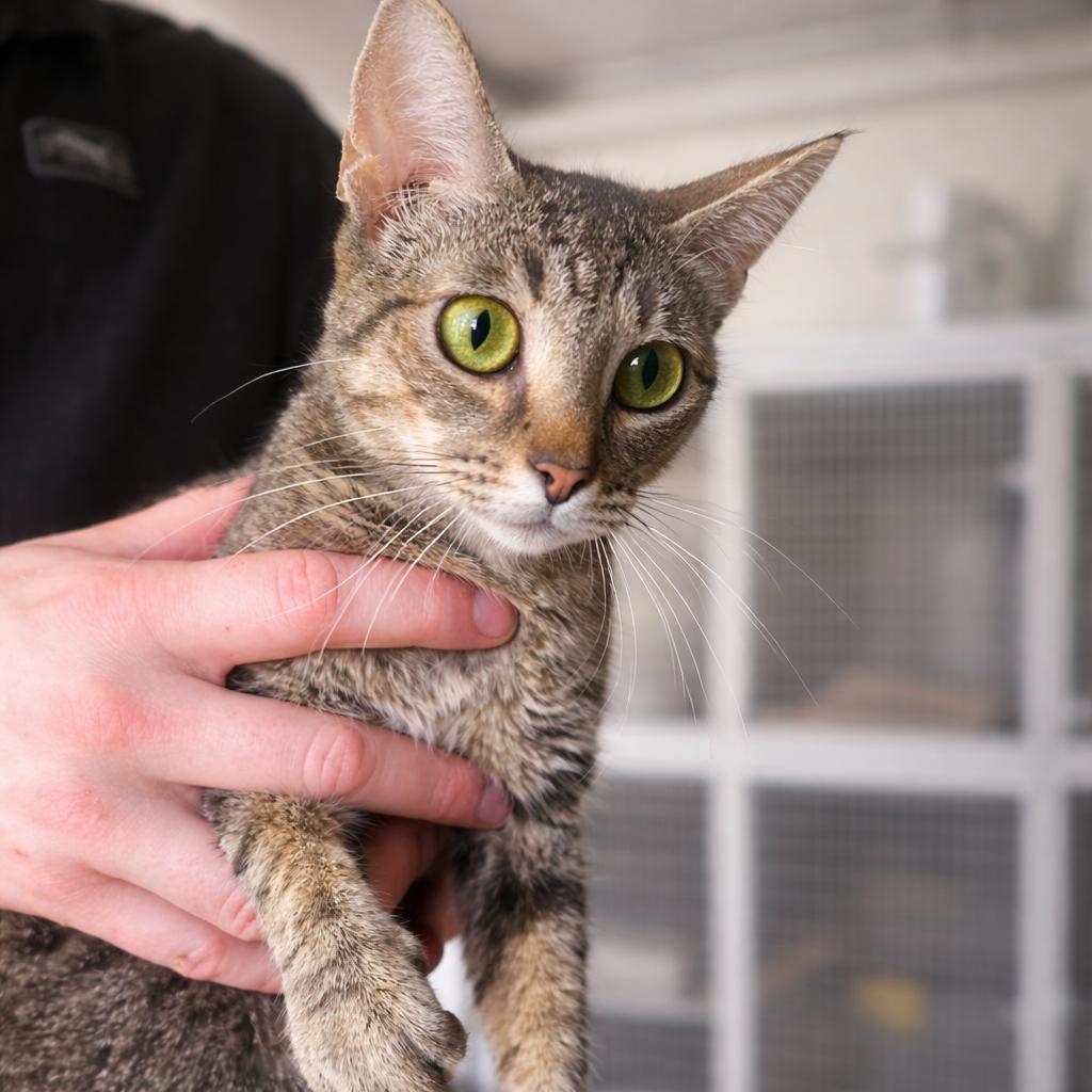 Enlarge Lady Pawga, a Adoptable Domestic Short Hair in Wichita, KS image 4/5