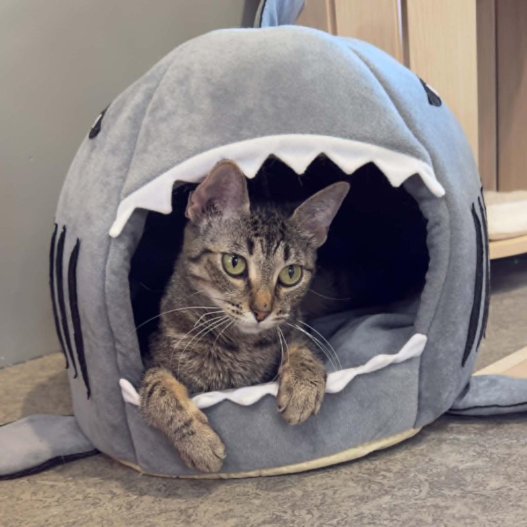 Enlarge Lady Pawga, a Adoptable Domestic Short Hair in Wichita, KS image 5/5