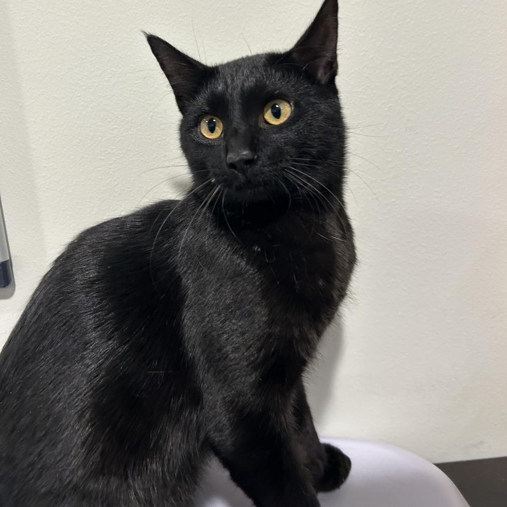 Enlarge Binx, a Adoptable Domestic Short Hair image 1/1