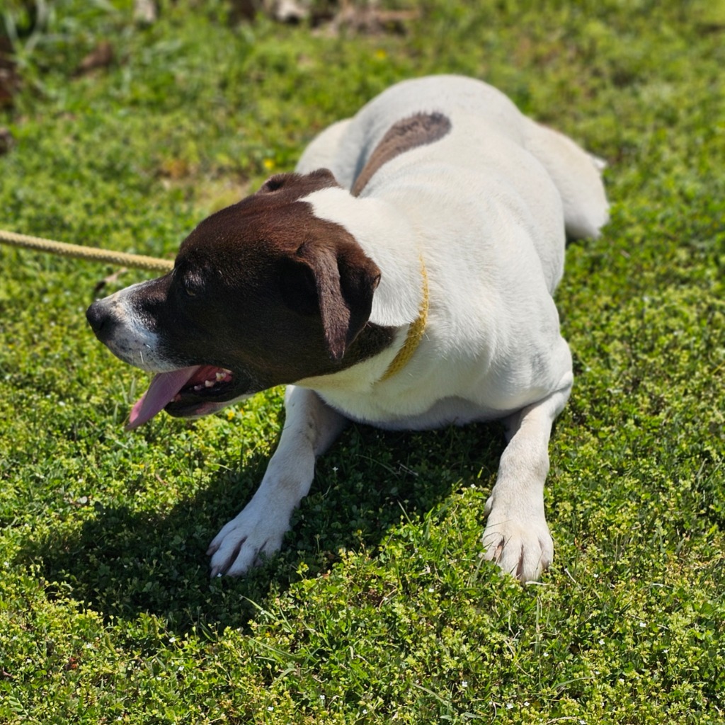 Jaz, Adoptable, Adult Female Hound & American Staffordshire Terrier.