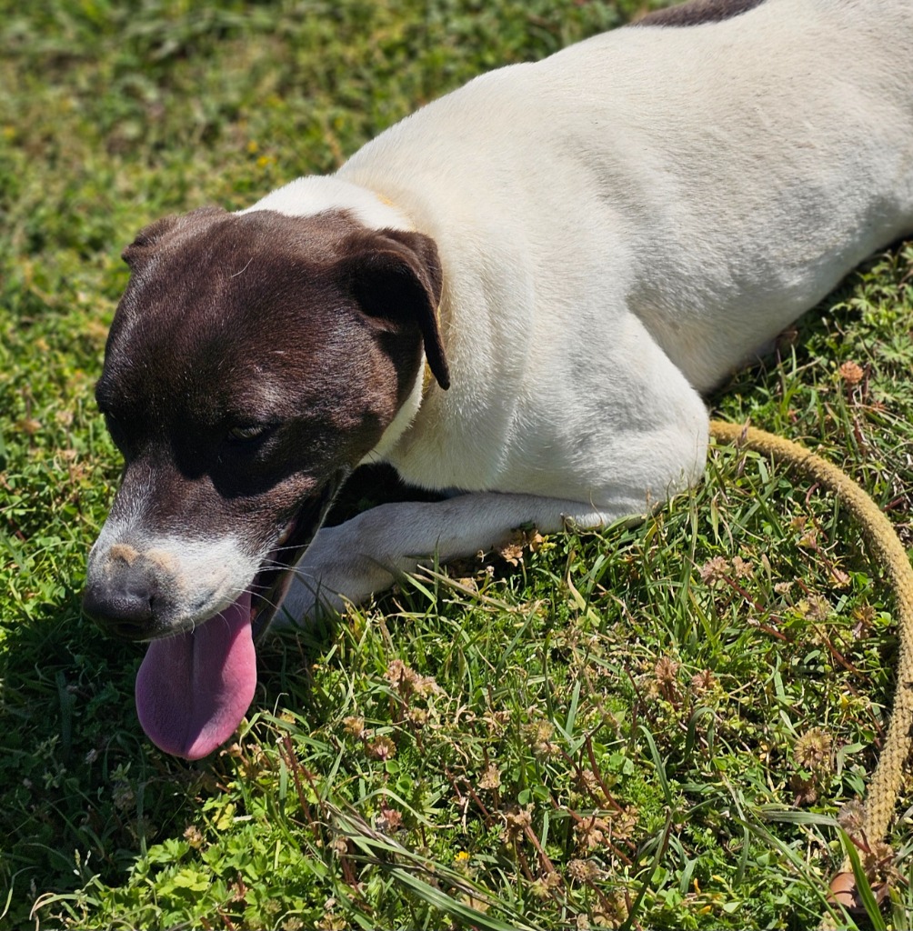 Enlarge Jaz, a Adoptable mixed breed in Manchester, CT image 2/4