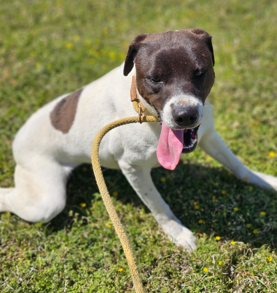 Enlarge Jaz, a Adoptable mixed breed in Manchester, CT image 3/4