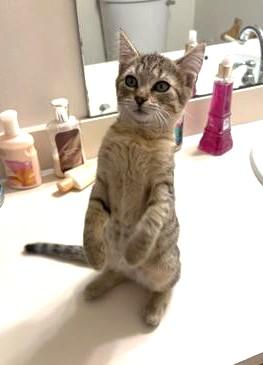 Gracie, a ADOPTABLE Domestic Short Hair in Jamaica Plain, MA image 3/3