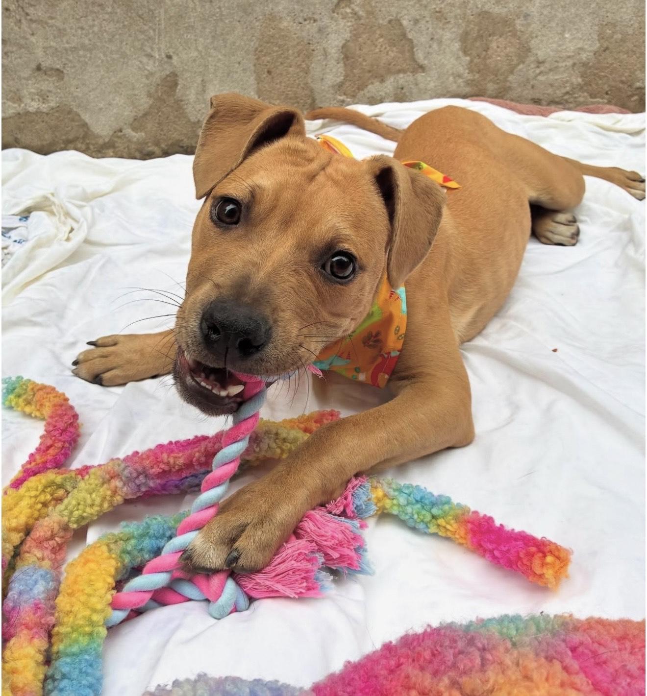 Finch, Adoptable, Puppy Female Pit Bull Terrier.