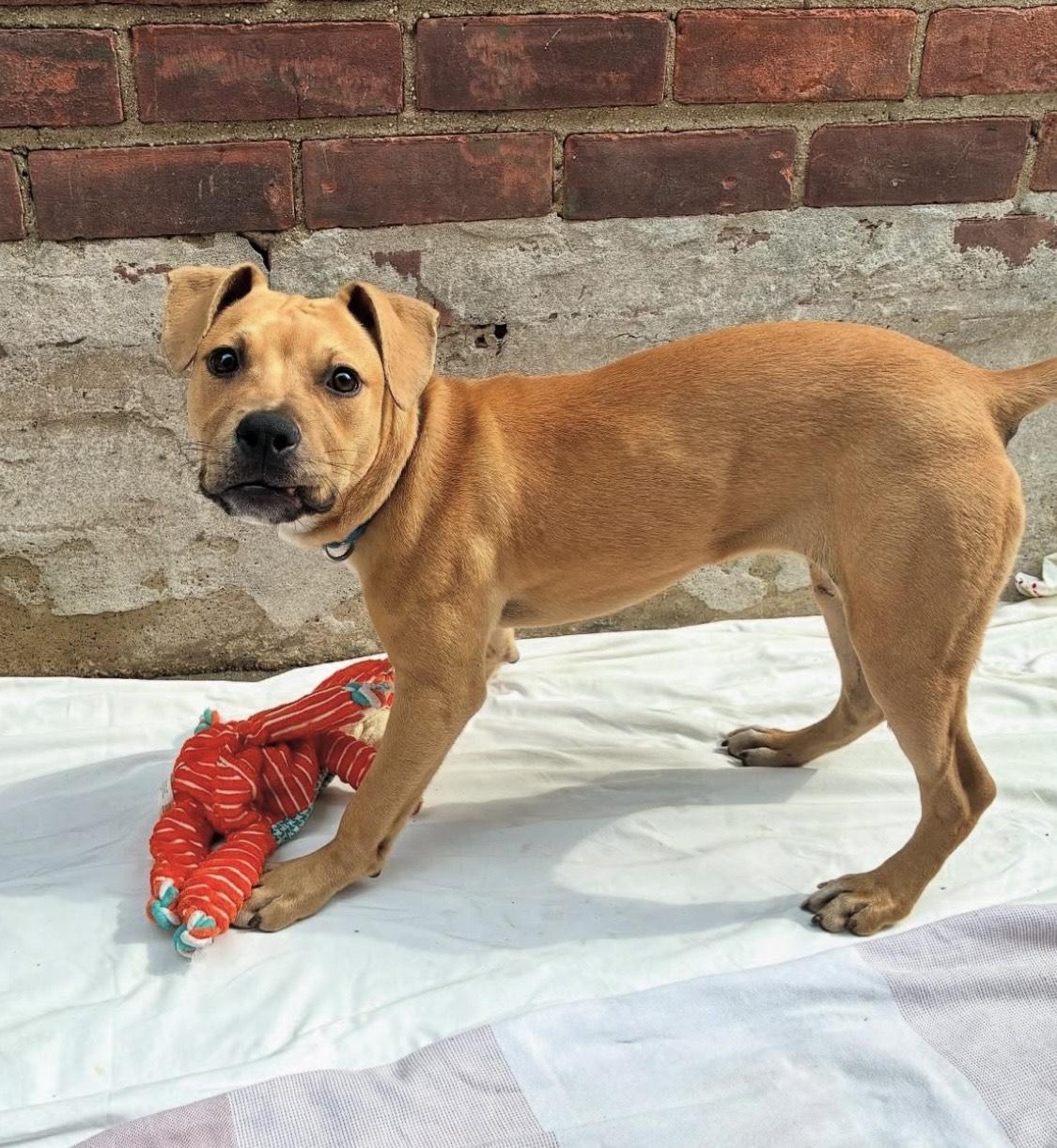 Finch, a Adoptable Pit Bull Terrier in Brooklyn, NY image 2/4