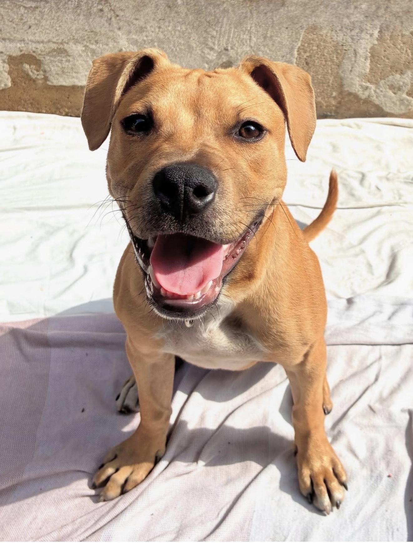 Finch, a Adoptable Pit Bull Terrier in Brooklyn, NY image 3/4