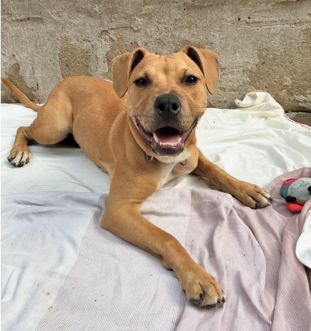 Finch, a Adoptable Pit Bull Terrier in Brooklyn, NY image 4/4