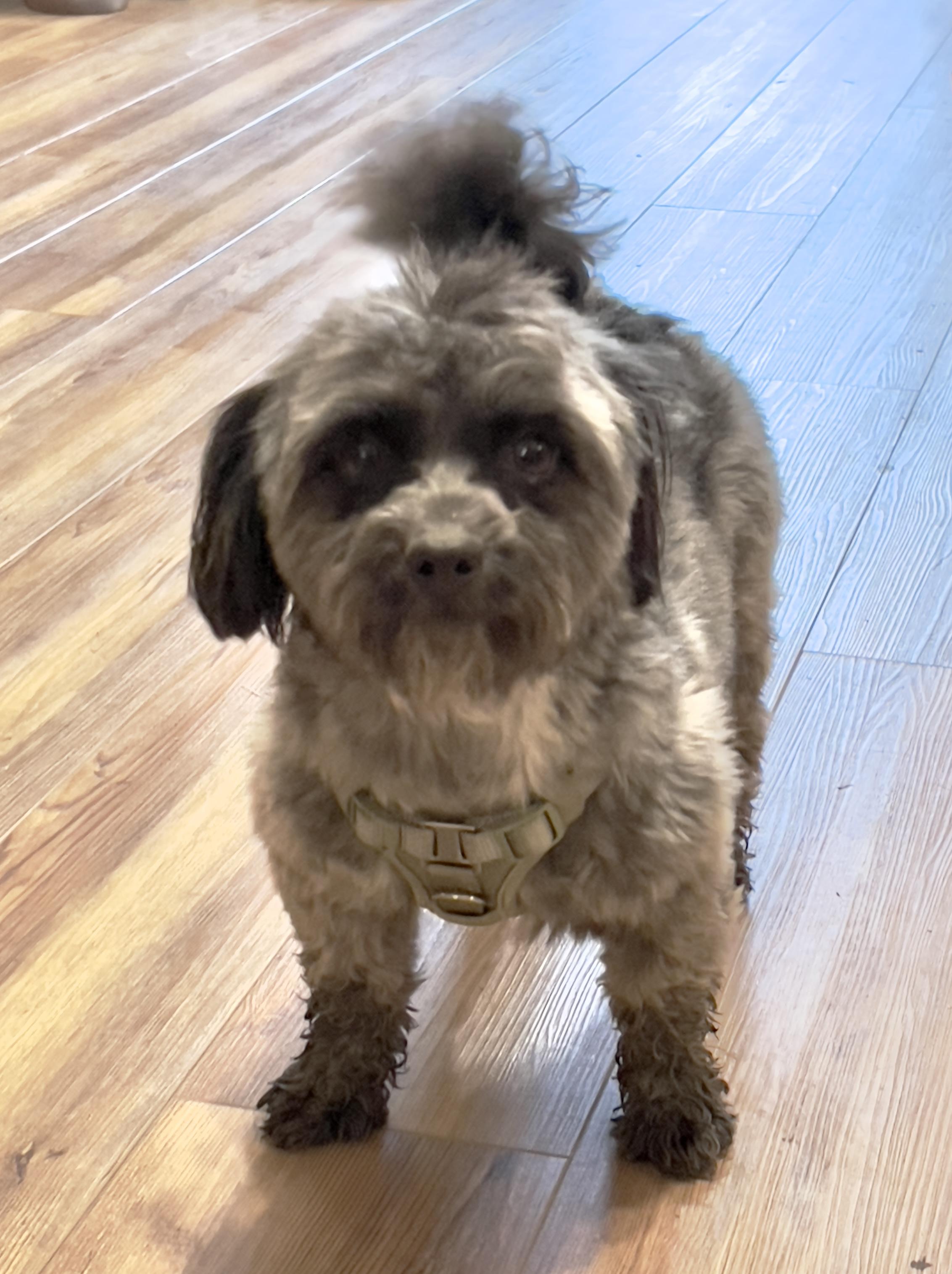 Splash, Adopted, Adult Male Maltipoo & Yorkshire Terrier.