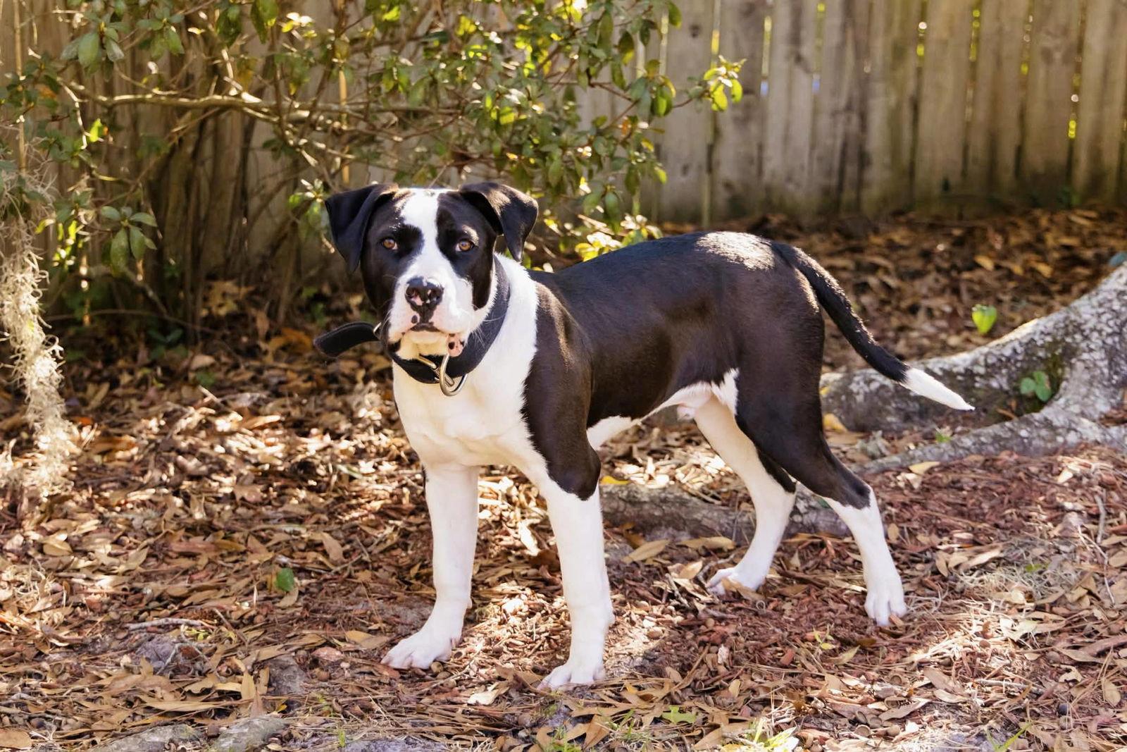 Mr. D, Adoptable, Young Male Mixed Breed.