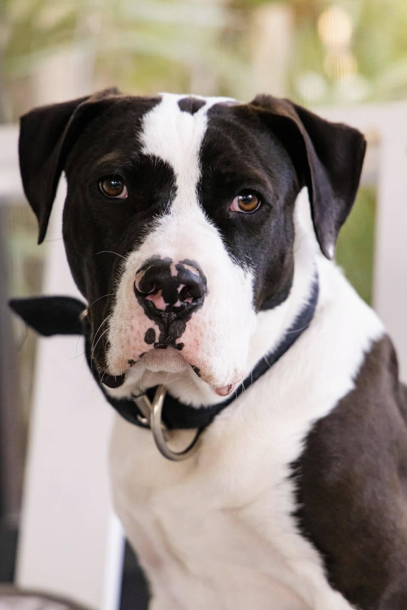 Enlarge Mr. D, a Adoptable Mixed Breed in Gainesville, FL image 2/3