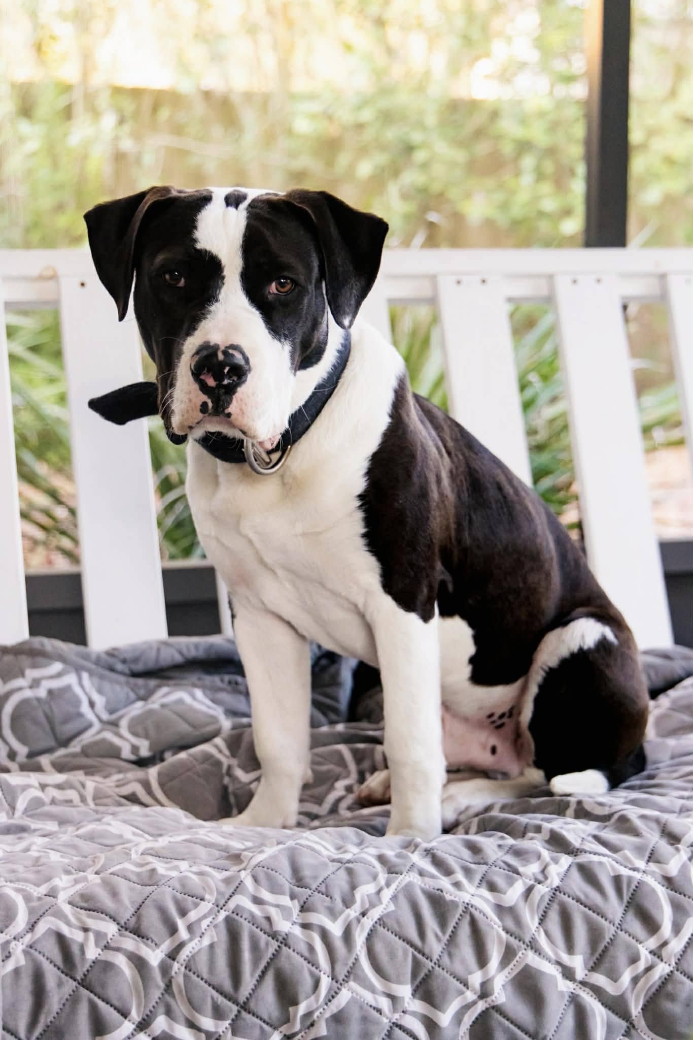 Enlarge Mr. D, a Adoptable Mixed Breed in Gainesville, FL image 3/3