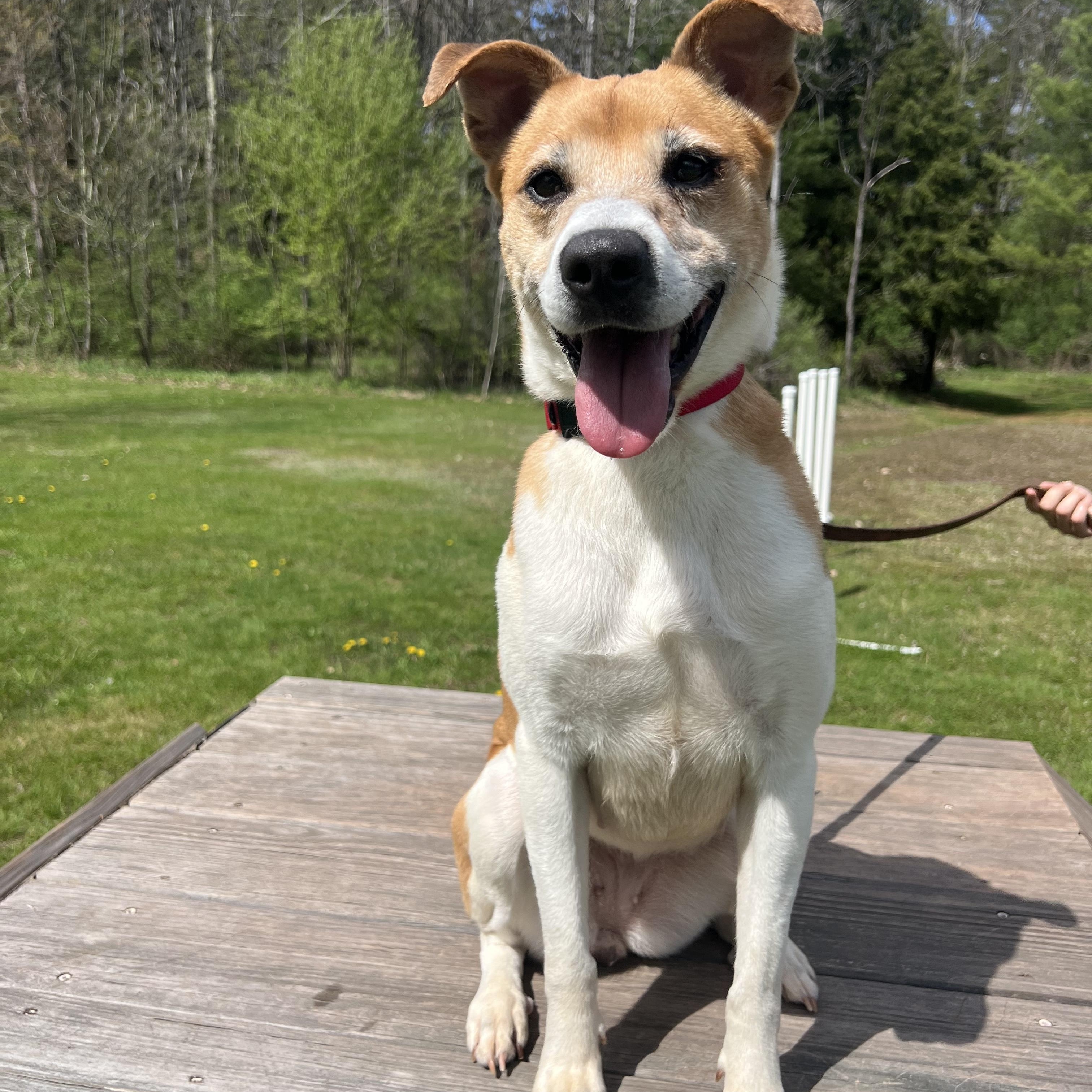 Opal, a Adoptable mixed breed in Delhi, NY image 2/4