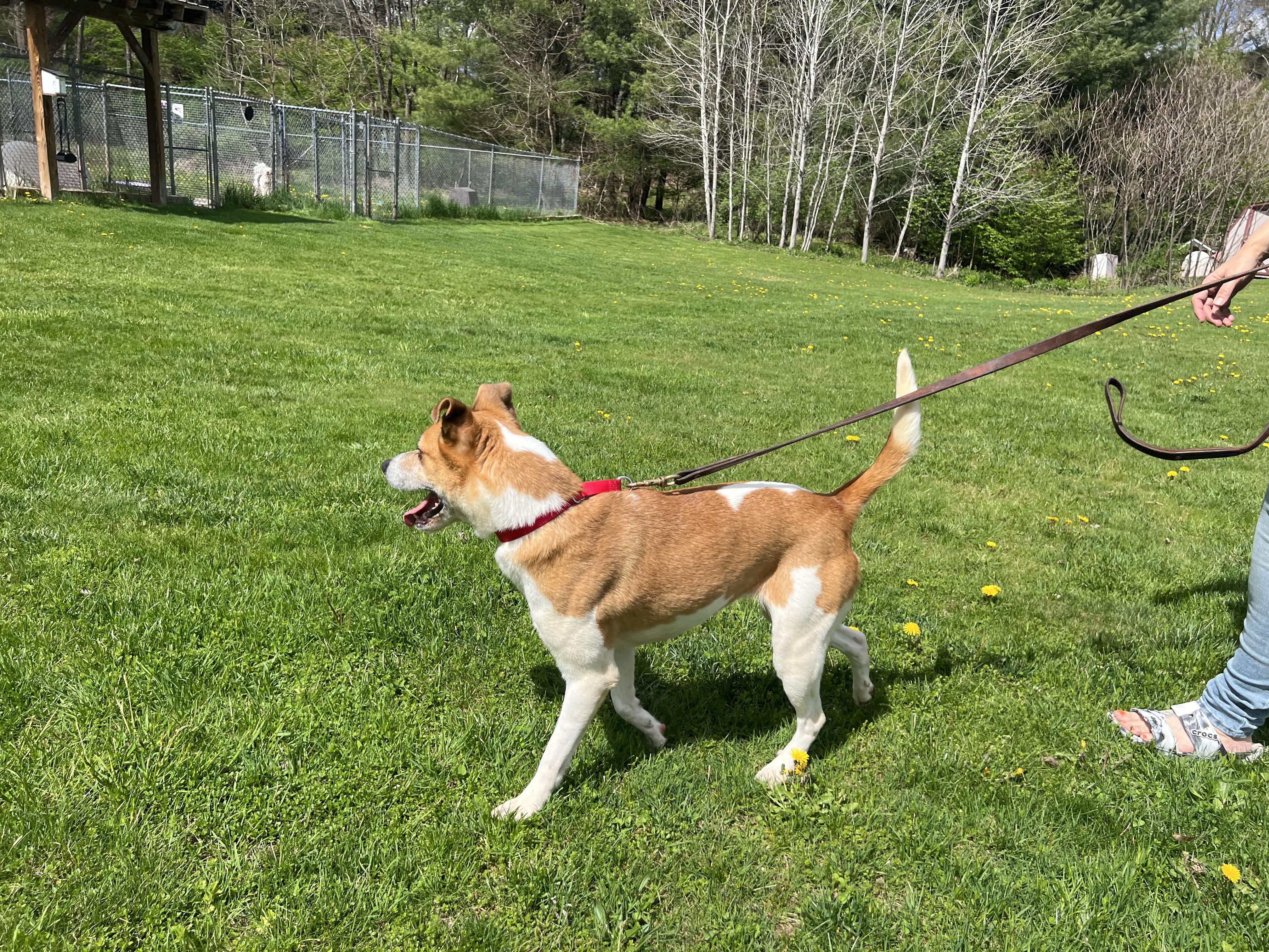 Opal, a Adoptable mixed breed in Delhi, NY image 4/4