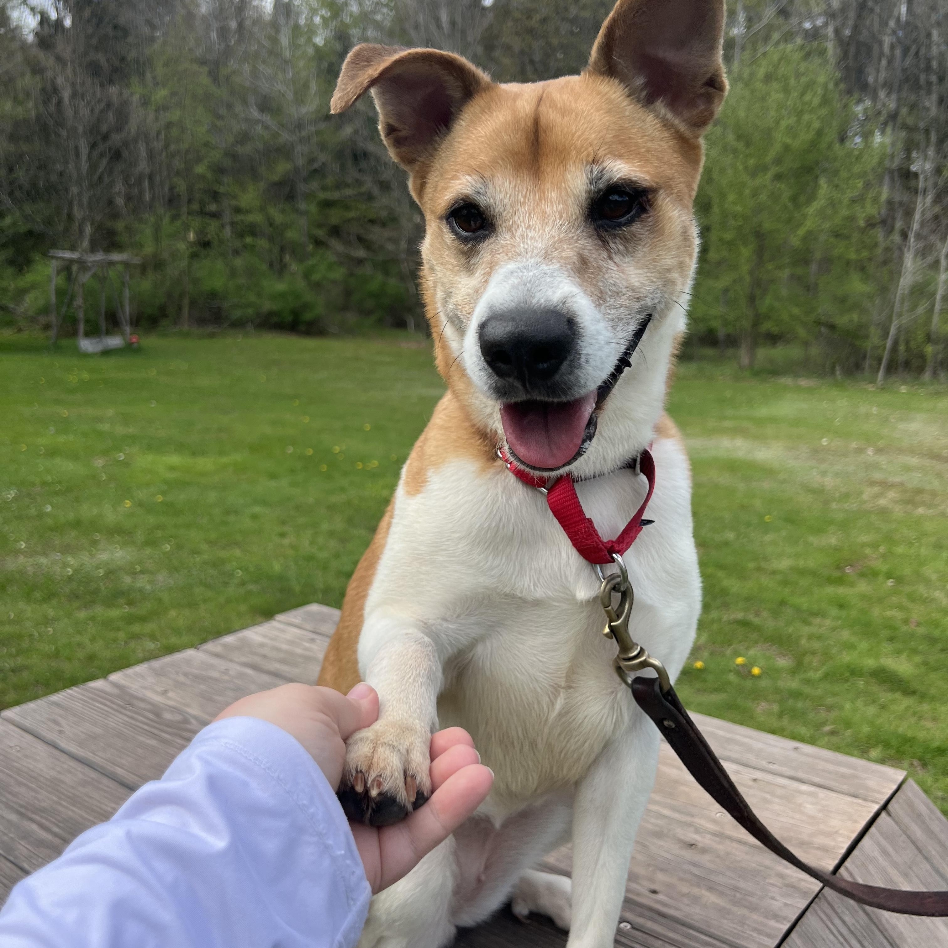 Opal, Adoptable, Adult Female Jack Russell Terrier & Beagle.