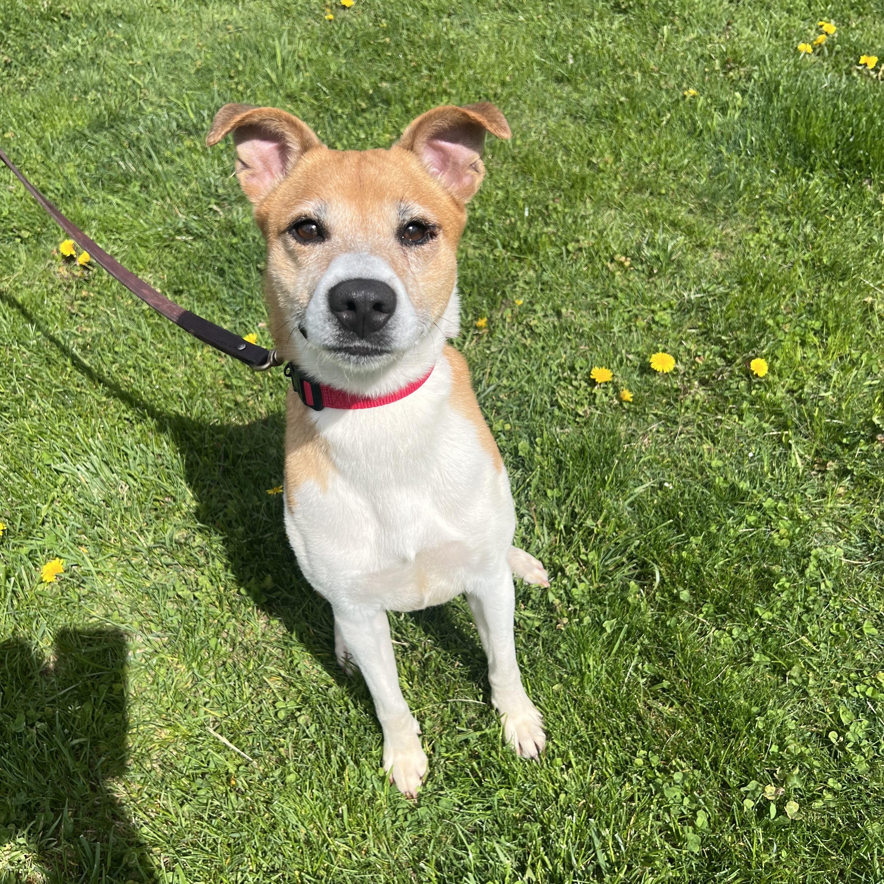 Opal, a Adoptable mixed breed in Delhi, NY image 3/4