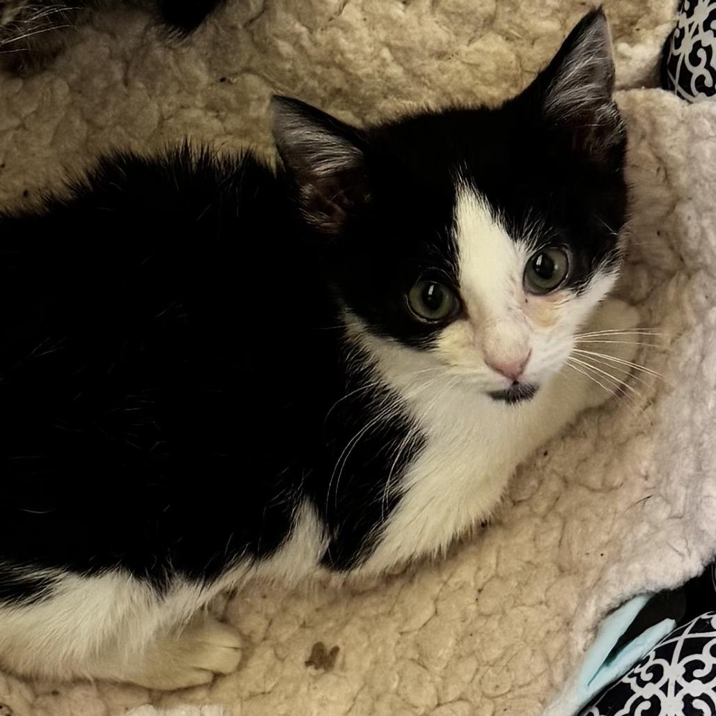 Enlarge June Bug, a Adoptable Domestic Short Hair in Oak Ridge, TN image 1/1