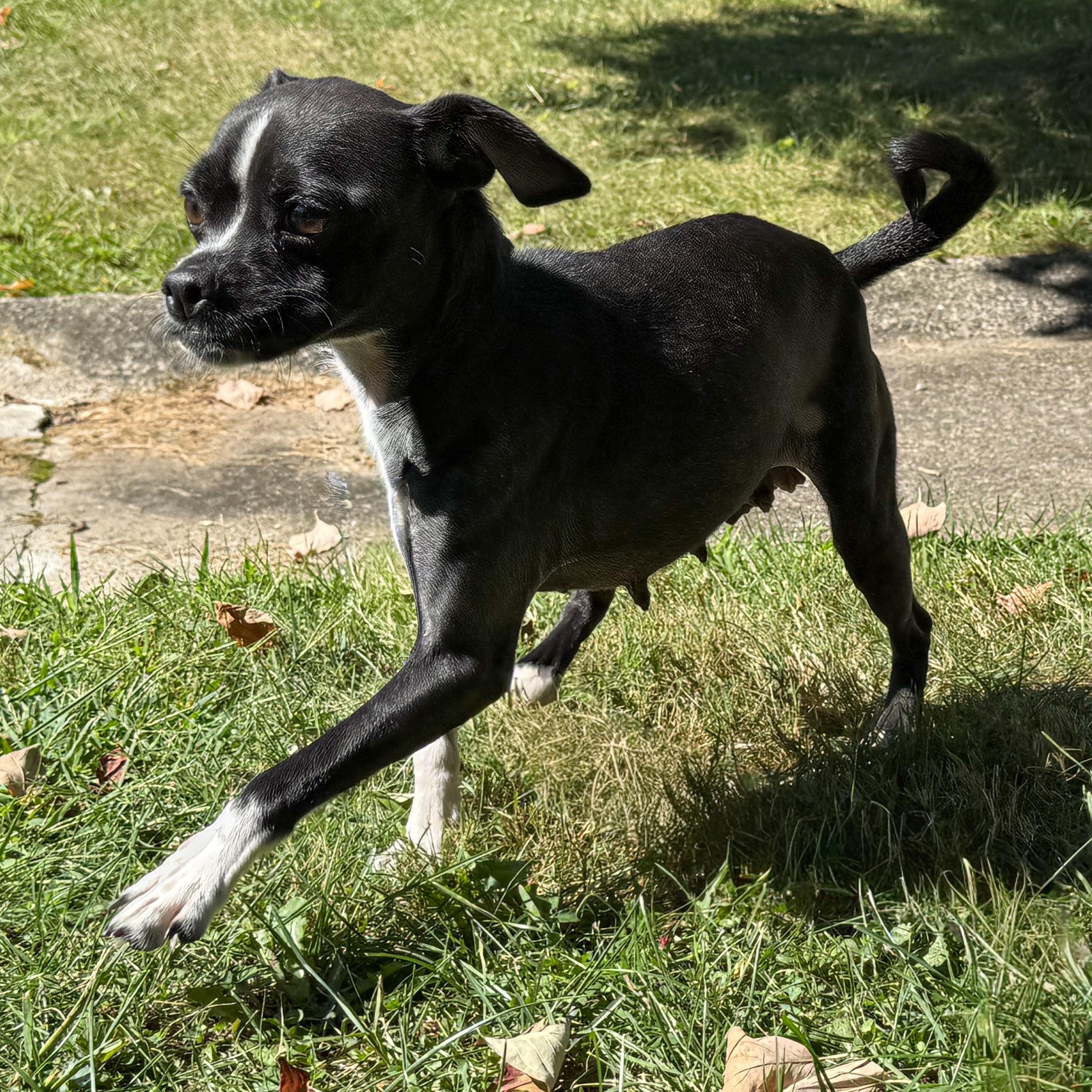 Extra, a Adoptable mixed breed in Latrobe, PA image 5/6