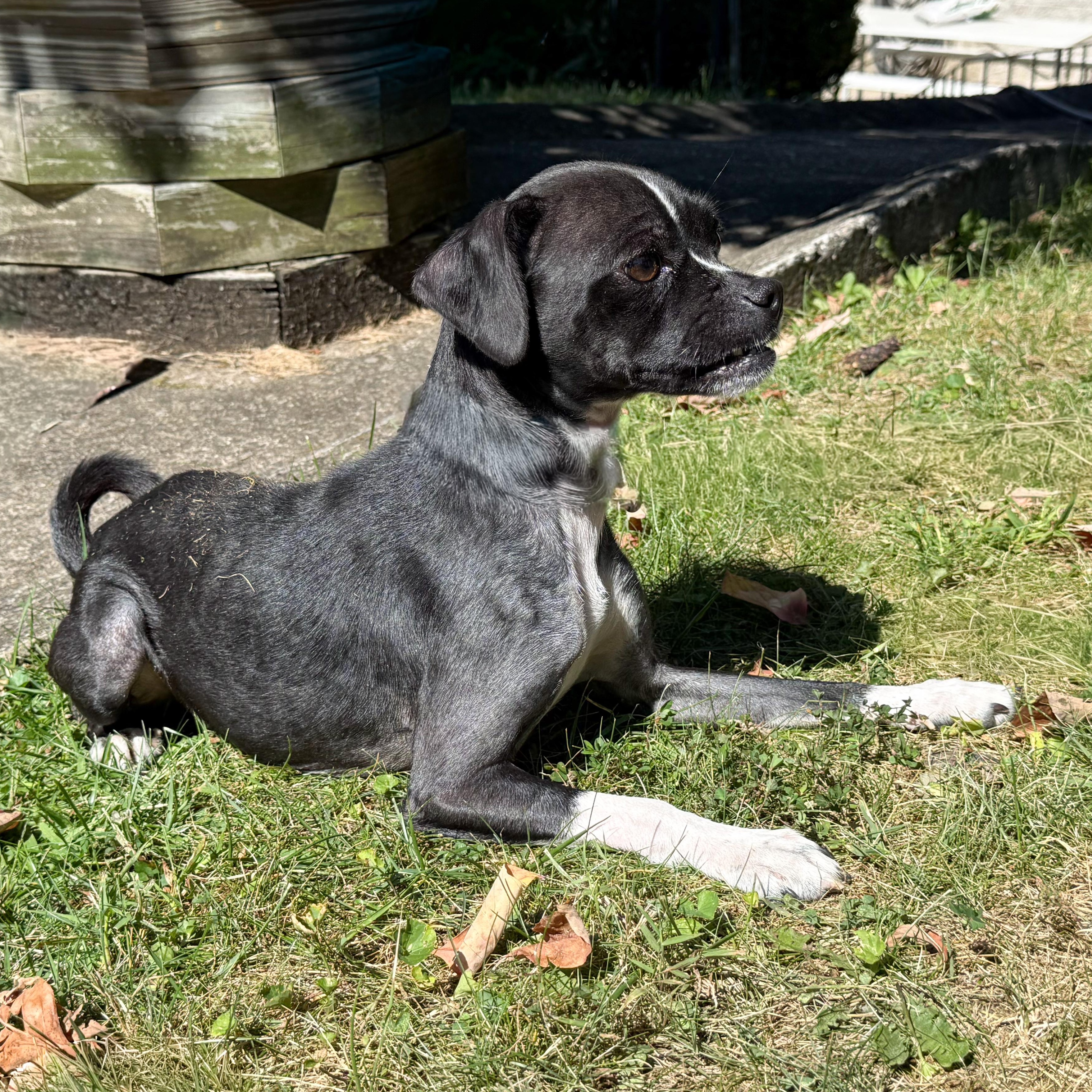 Extra, a Adoptable mixed breed in Latrobe, PA image 2/6