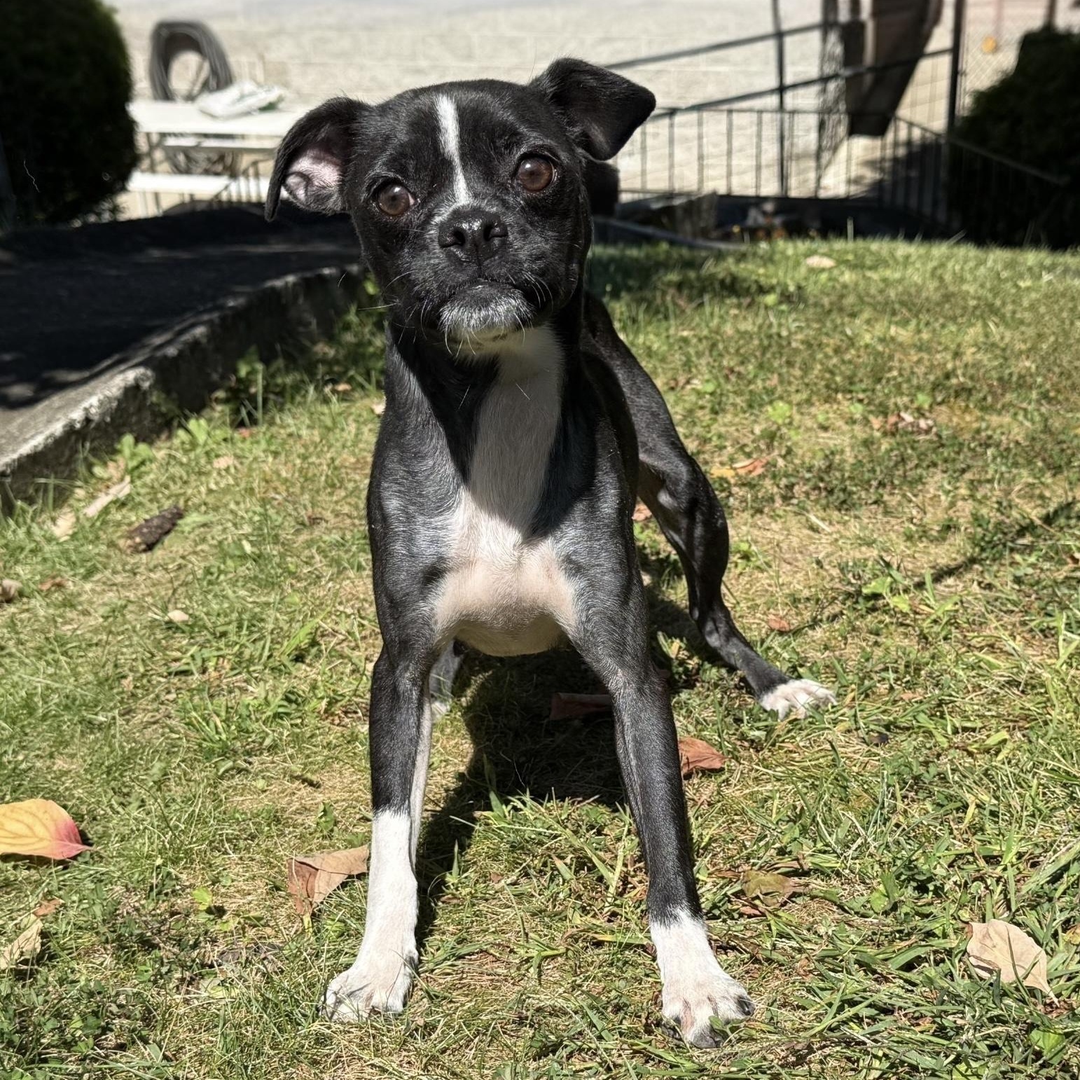 Extra, a Adoptable mixed breed in Latrobe, PA image 1/6