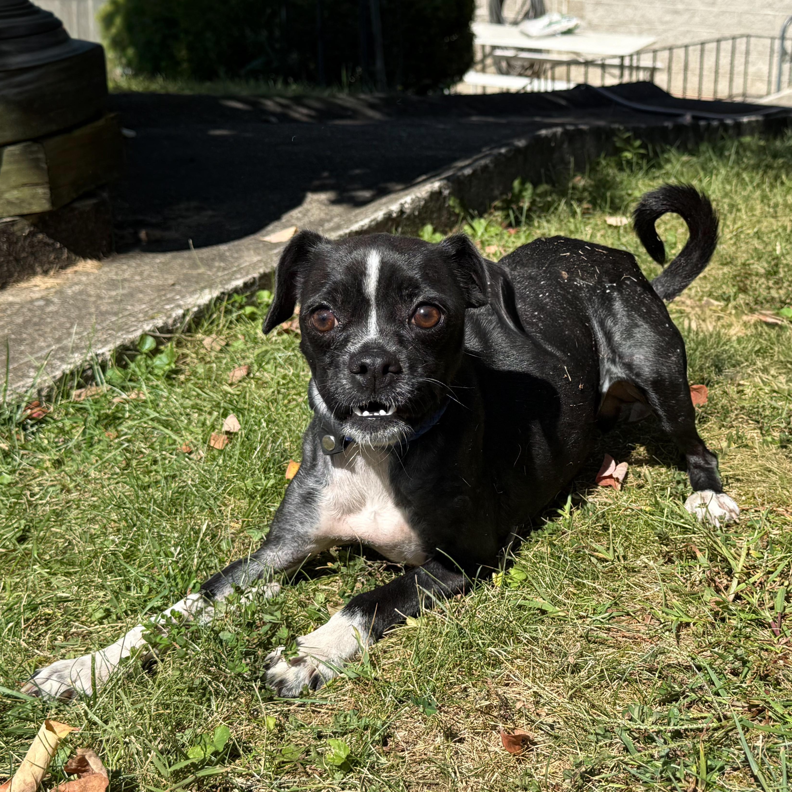 Extra, a Adoptable mixed breed in Latrobe, PA image 6/6