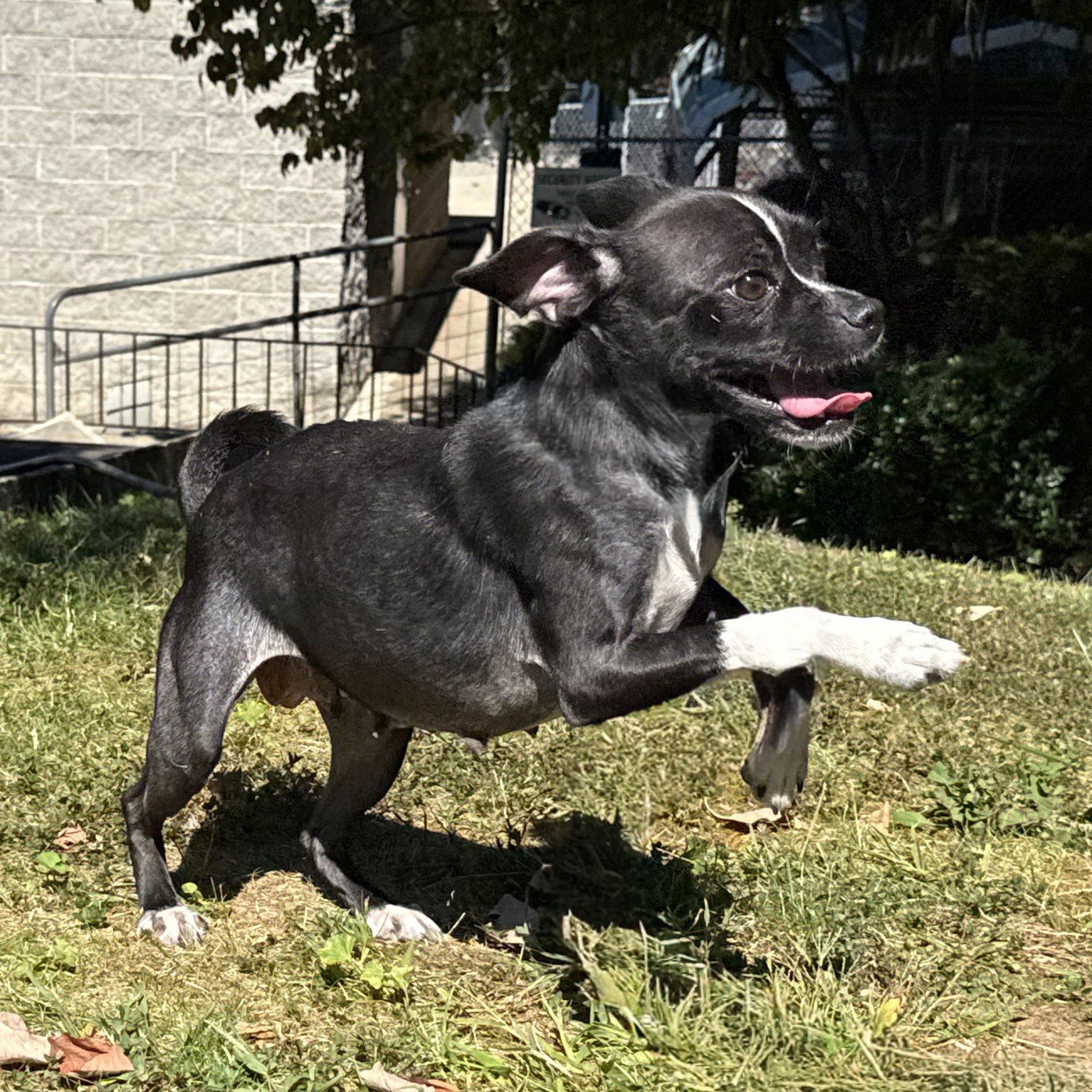 Extra, a Adoptable mixed breed in Latrobe, PA image 3/6