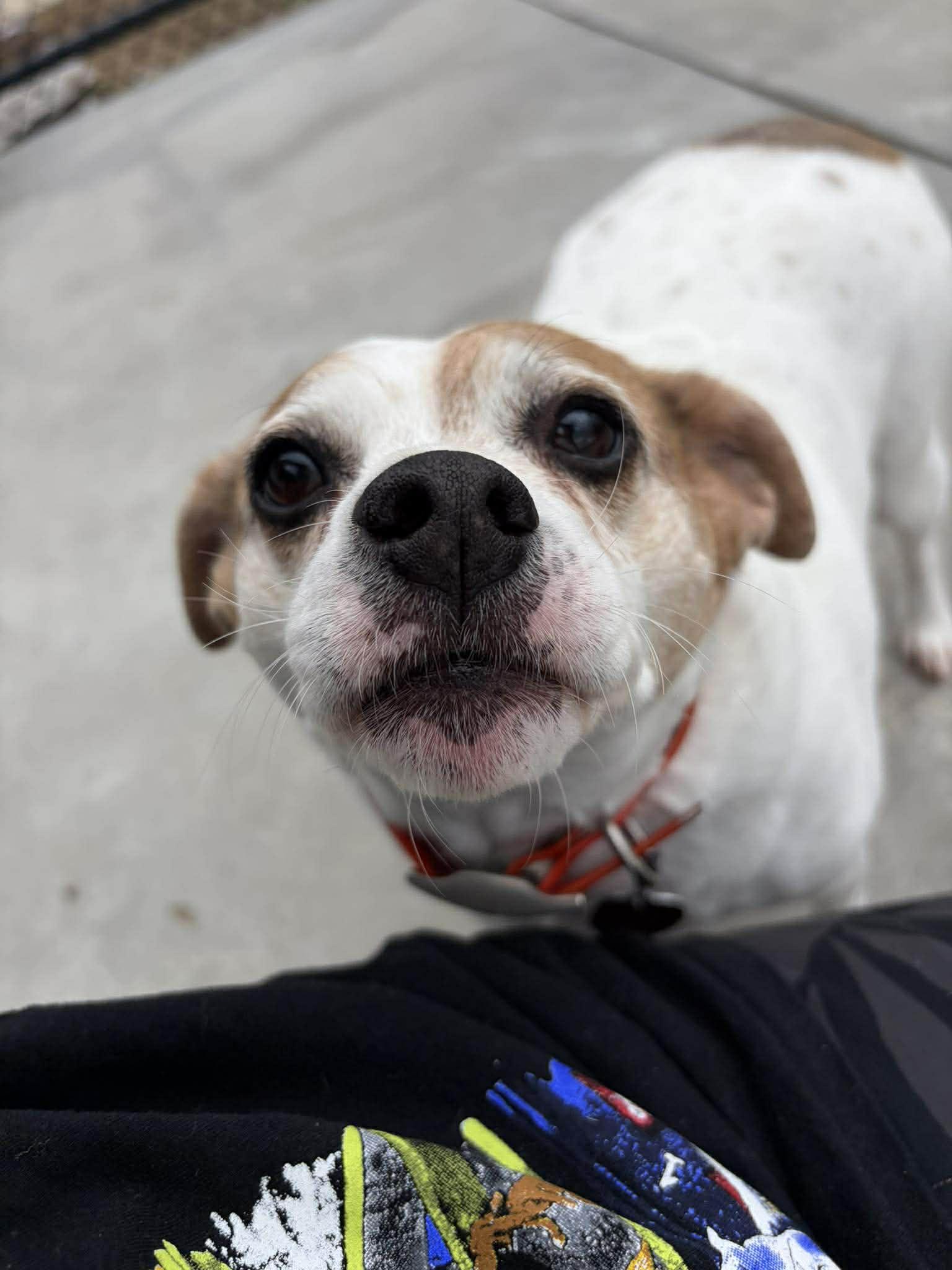 Enlarge Noni, a Adoptable Terrier in Knoxville, IA image 1/1