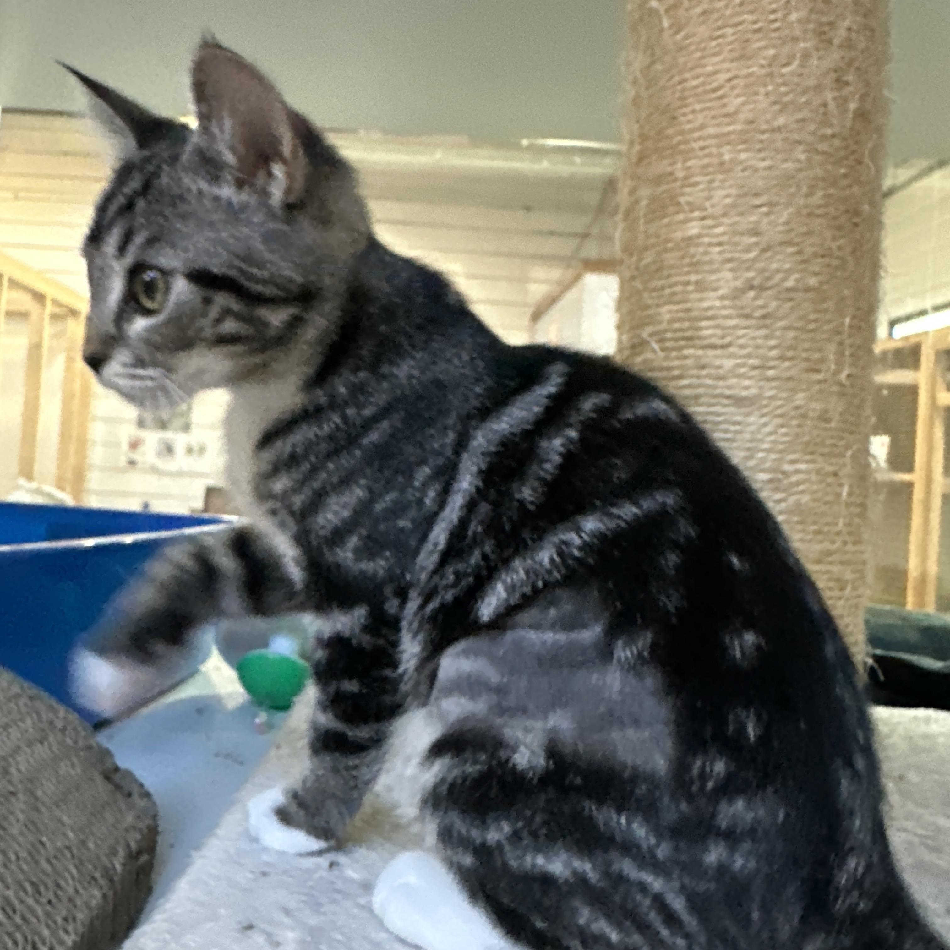 Zippy, a Adoptable Domestic Short Hair in Courtenay, BC image 3/6