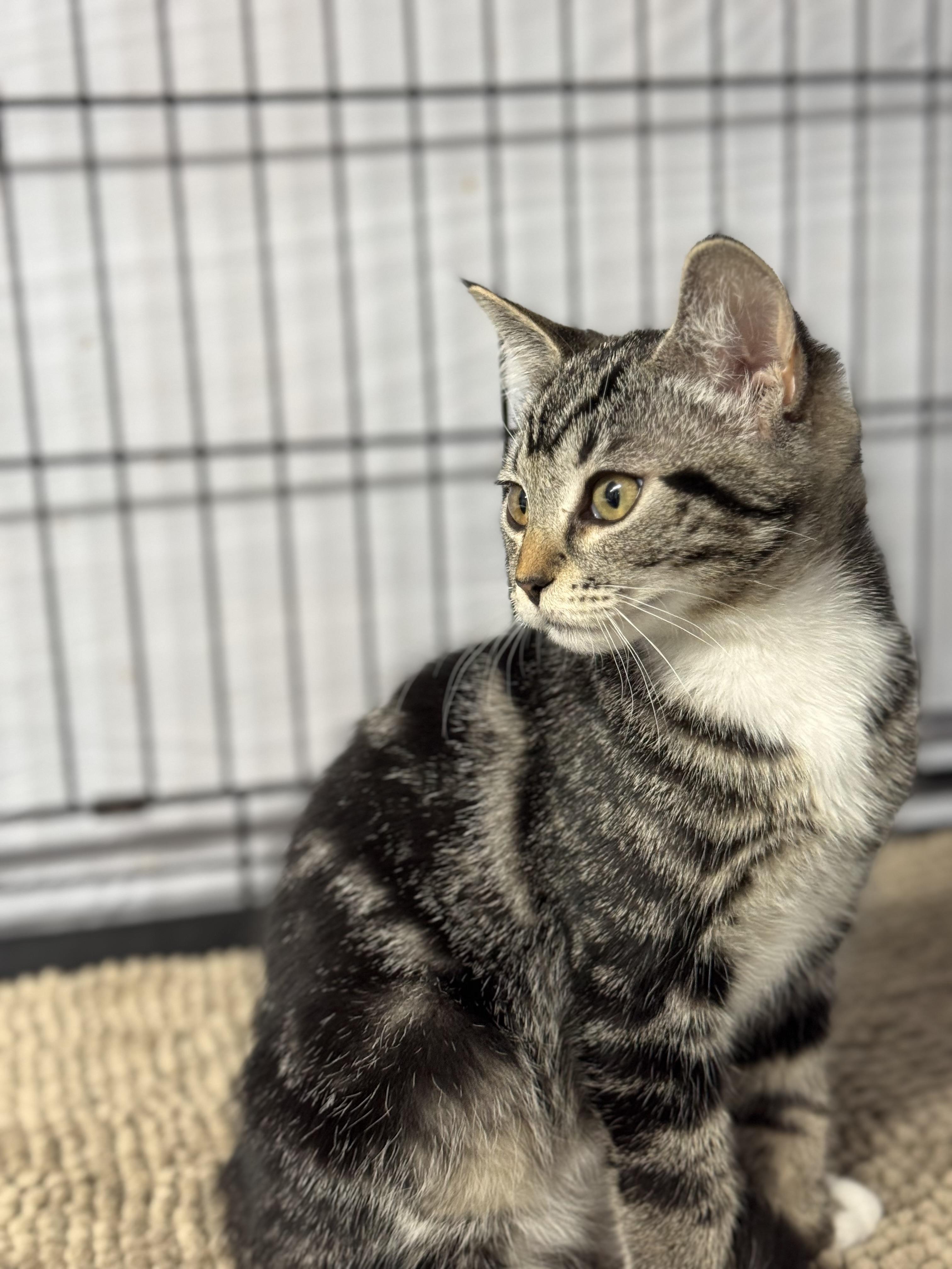 Zippy, a Adoptable Domestic Short Hair in Courtenay, BC image 4/6