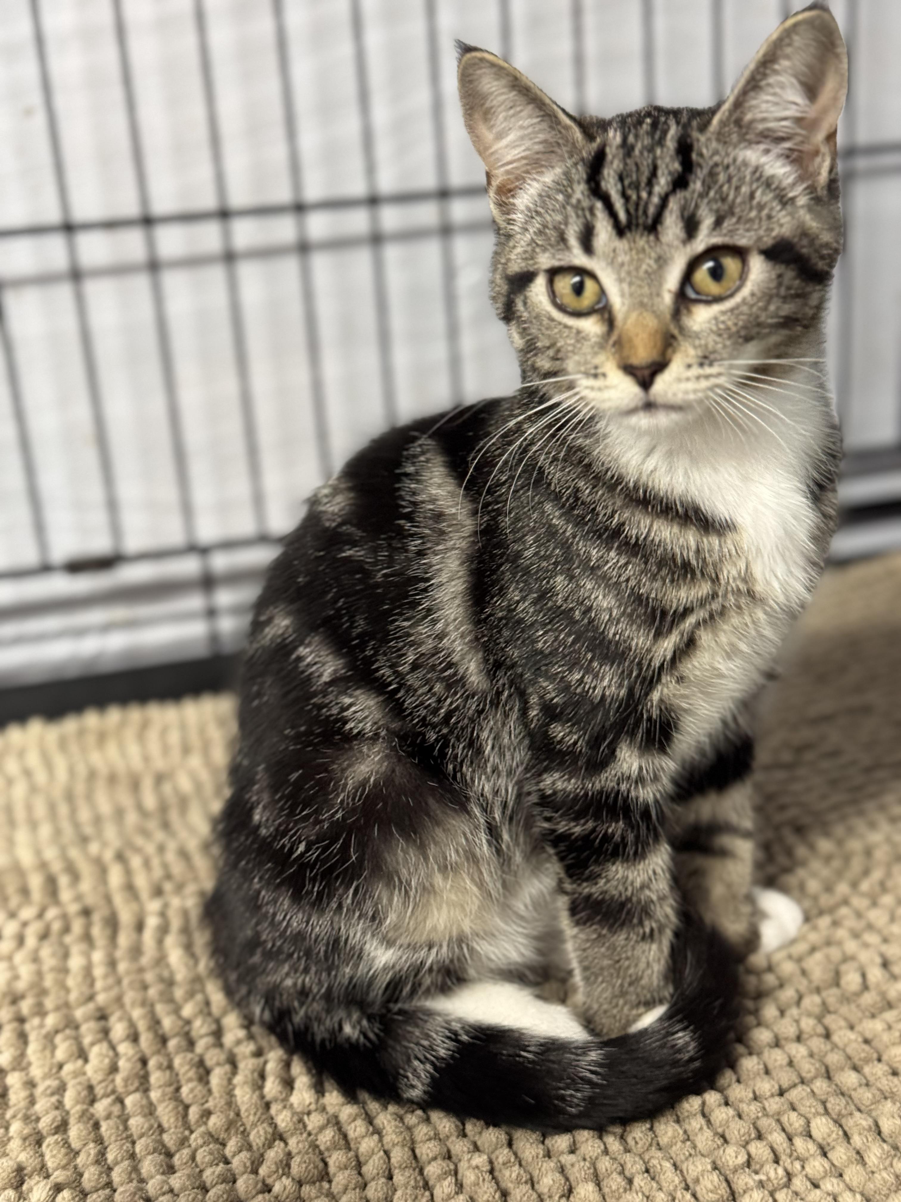 Zippy, a Adoptable Domestic Short Hair in Courtenay, BC image 1/6