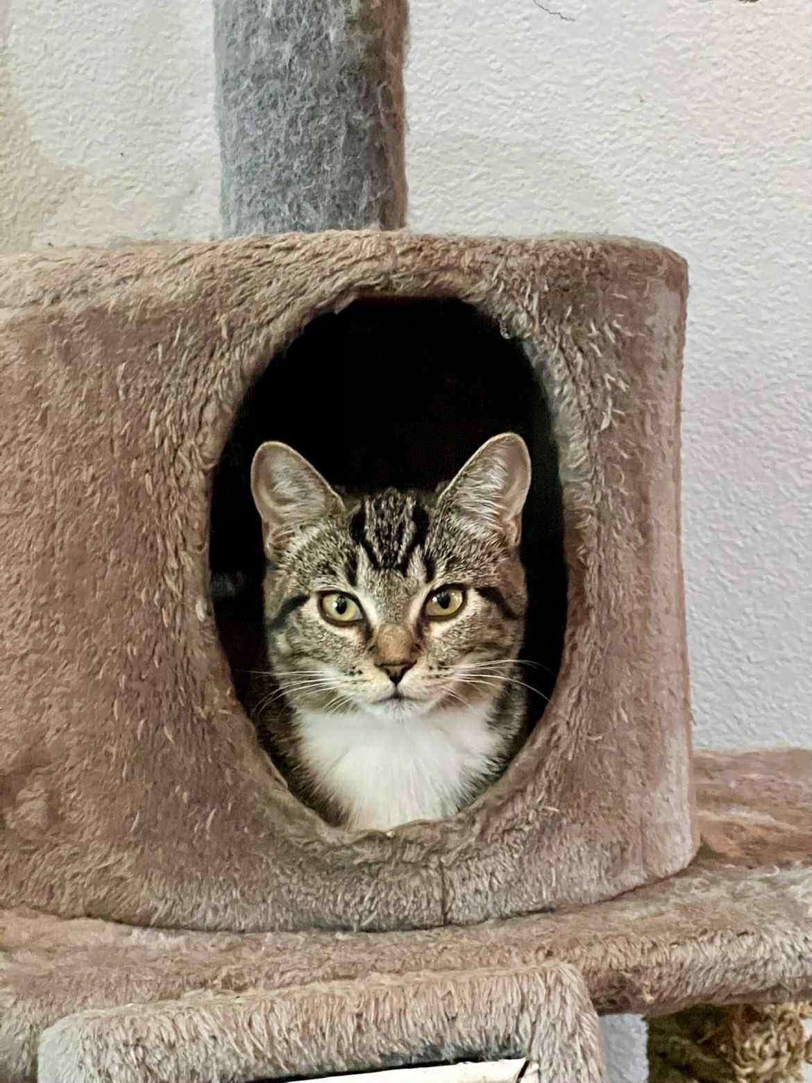 Zippy, a Adoptable Domestic Short Hair in Courtenay, BC image 6/6