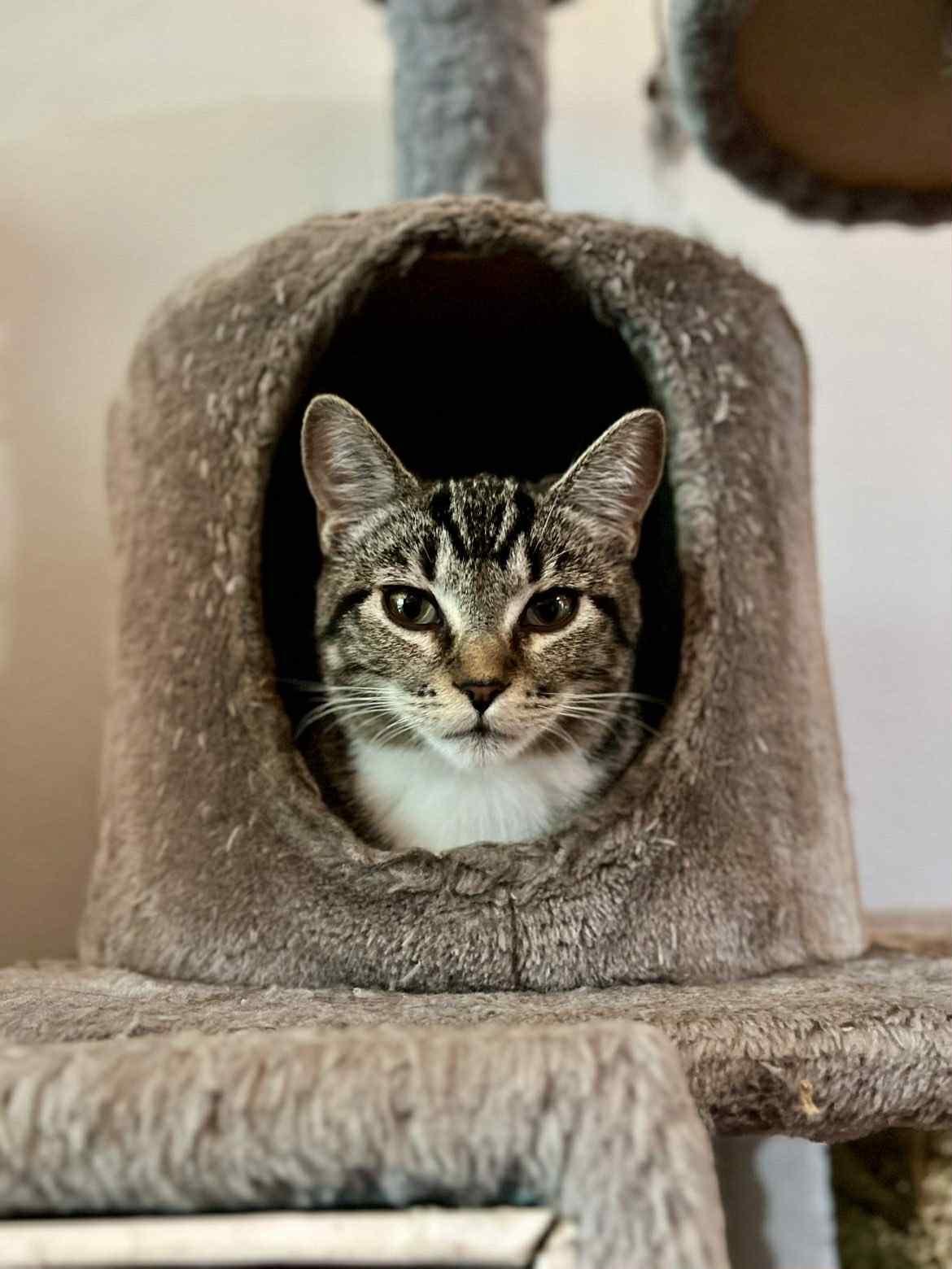 Zippy, a Adoptable Domestic Short Hair in Courtenay, BC image 2/6