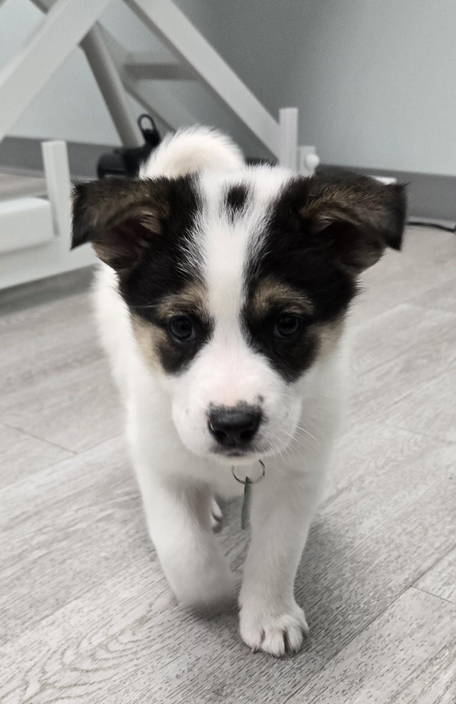 Oreo, a Adoptable mixed breed in Saskatoon, SK image 1/4