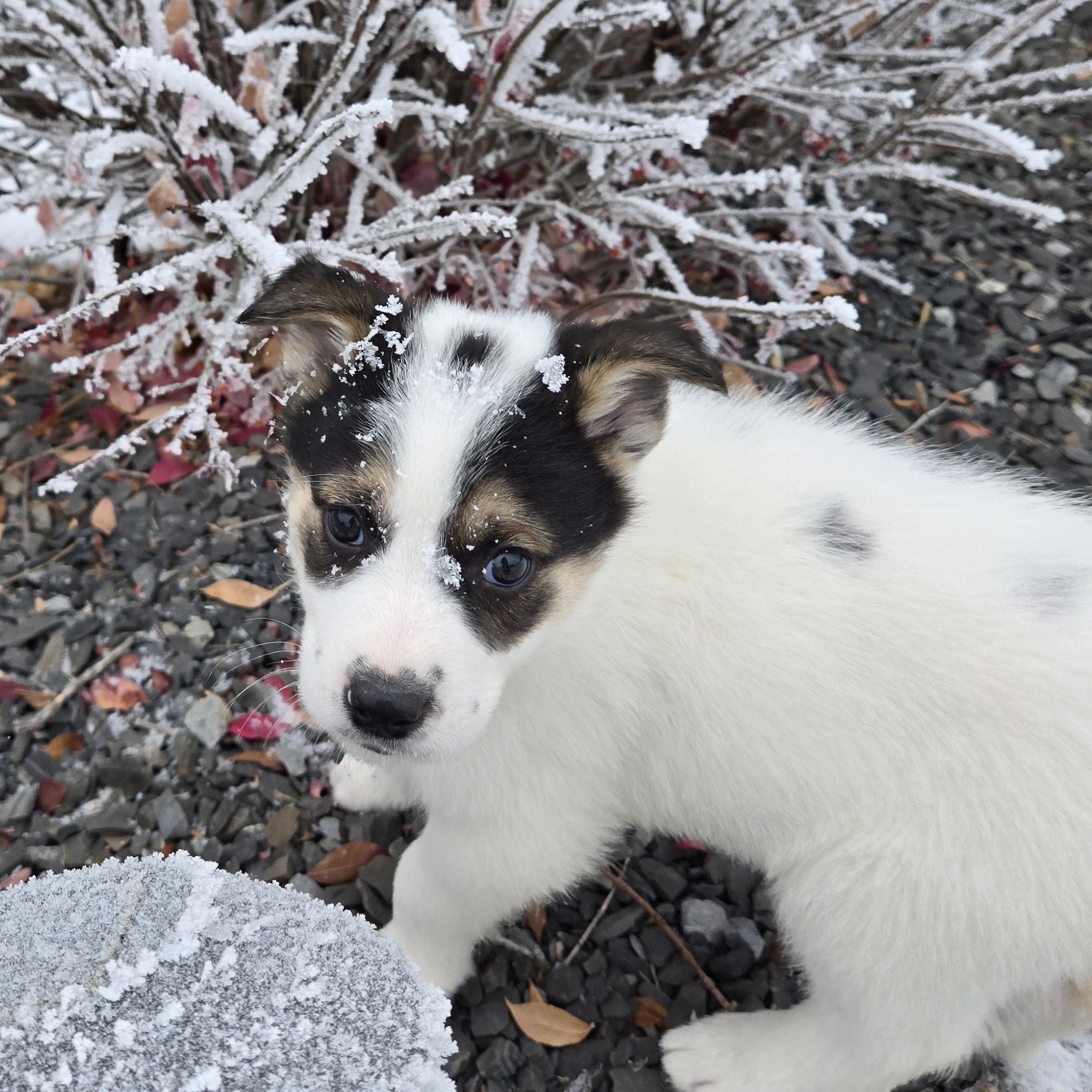 Oreo, a Adoptable mixed breed in Saskatoon, SK image 2/4