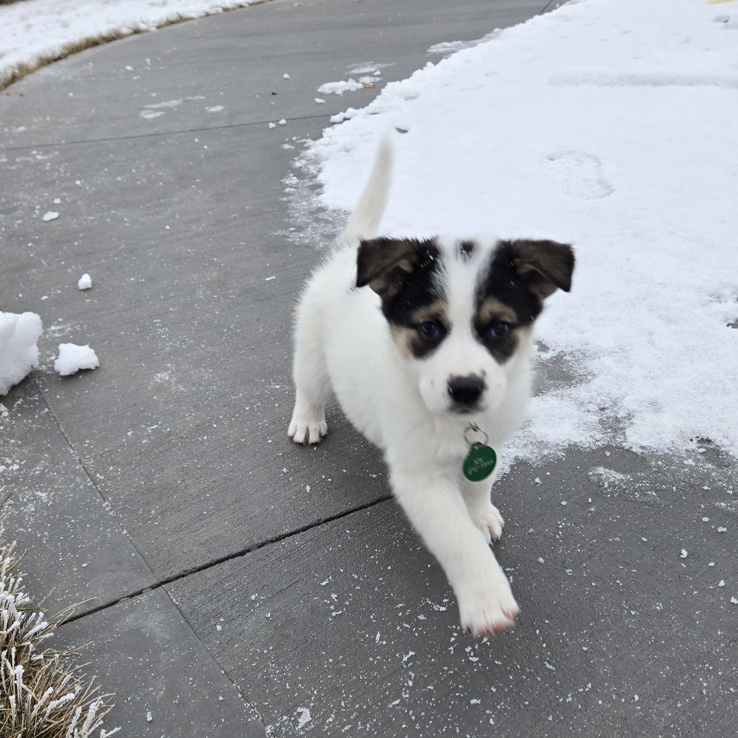 Oreo, a Adoptable mixed breed in Saskatoon, SK image 3/4