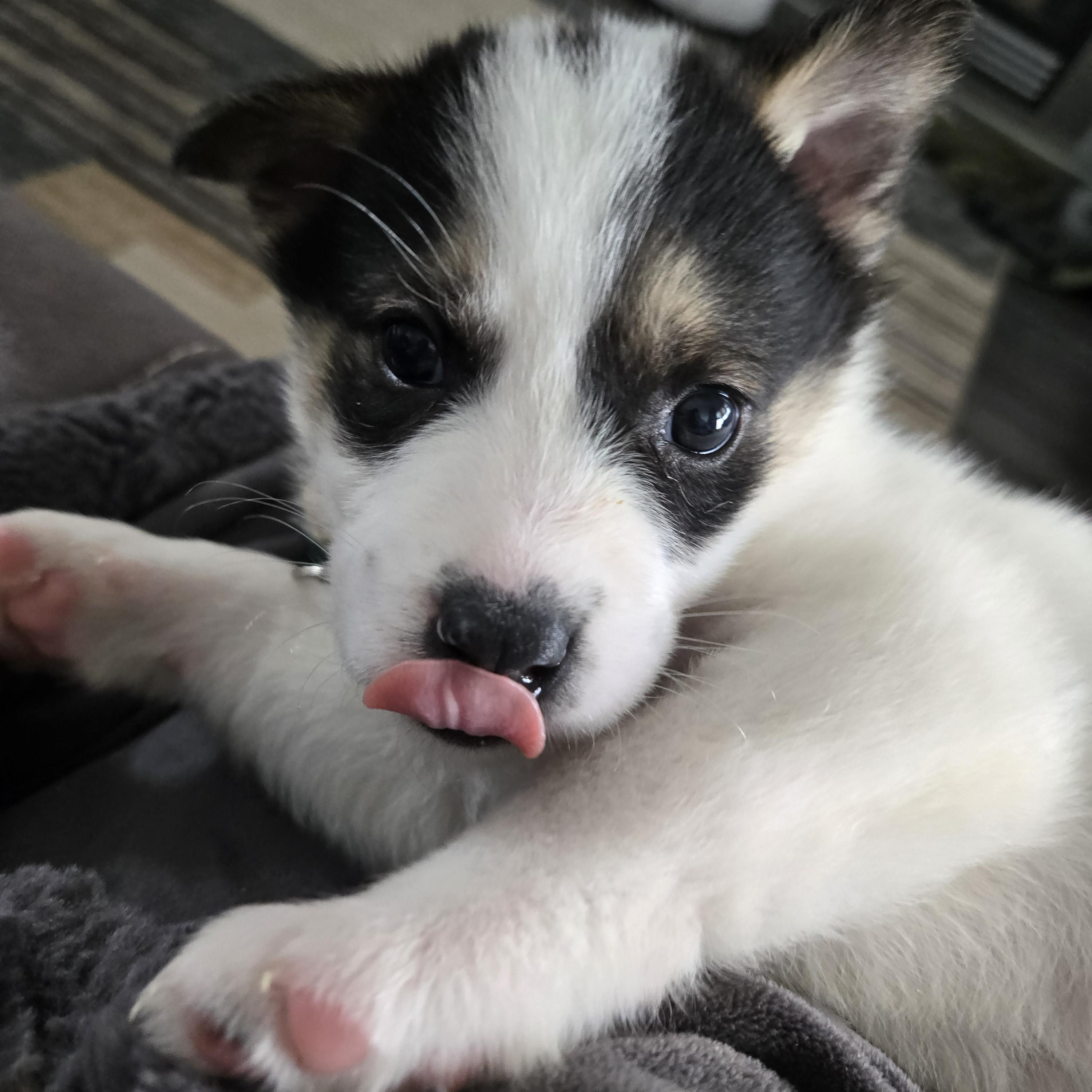 Oreo, a Adoptable mixed breed in Saskatoon, SK image 4/4