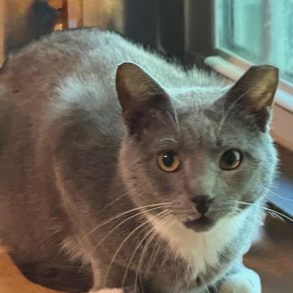 Enlarge Papa, a Adoptable Domestic Short Hair in Ashland, VA image 1/1