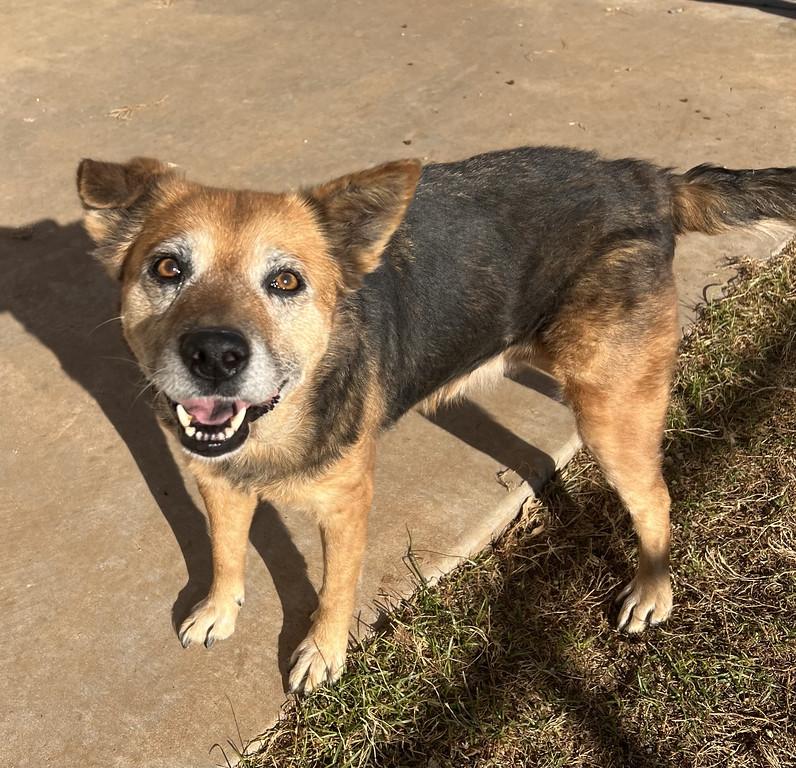 Enlarge Dancer, a ADOPTABLE mixed breed in Granbury, TX image 3/3