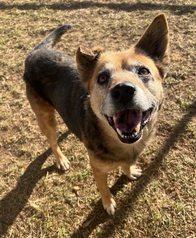 Dancer, ADOPTABLE, Senior Female Shepherd.