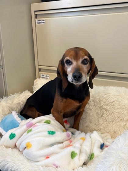 Freddo, Adoptable, Senior Male Beagle & Mixed Breed.
