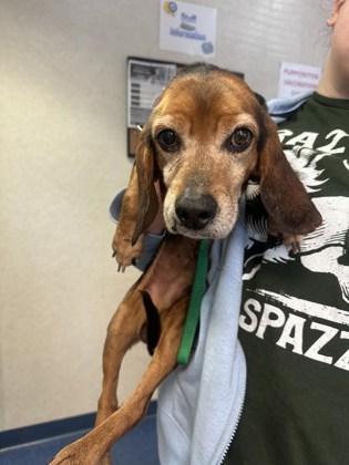 Enlarge Freddo, a Adoptable mixed breed in King William, VA image 2/2