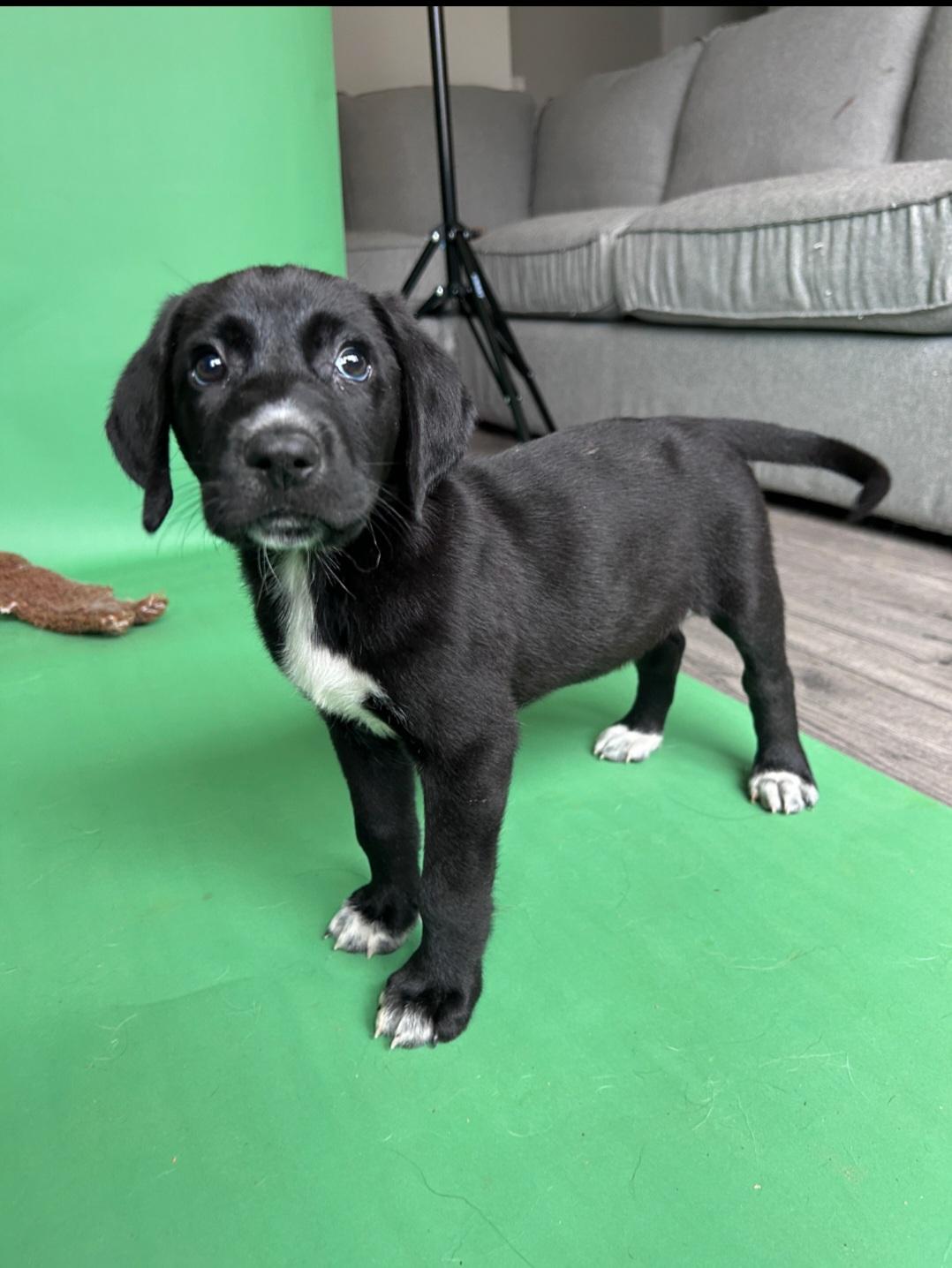 Enlarge Nick, a ADOPTABLE Mixed Breed in Rochester , NY image 5/5