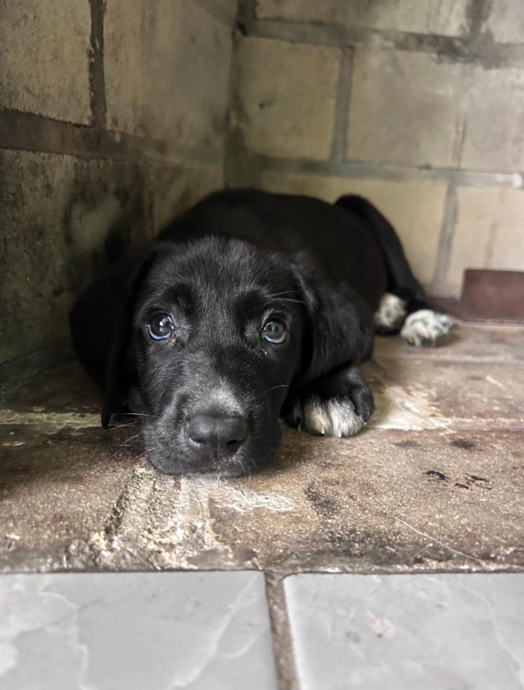 Enlarge Nick, a ADOPTABLE Mixed Breed in Rochester , NY image 2/5