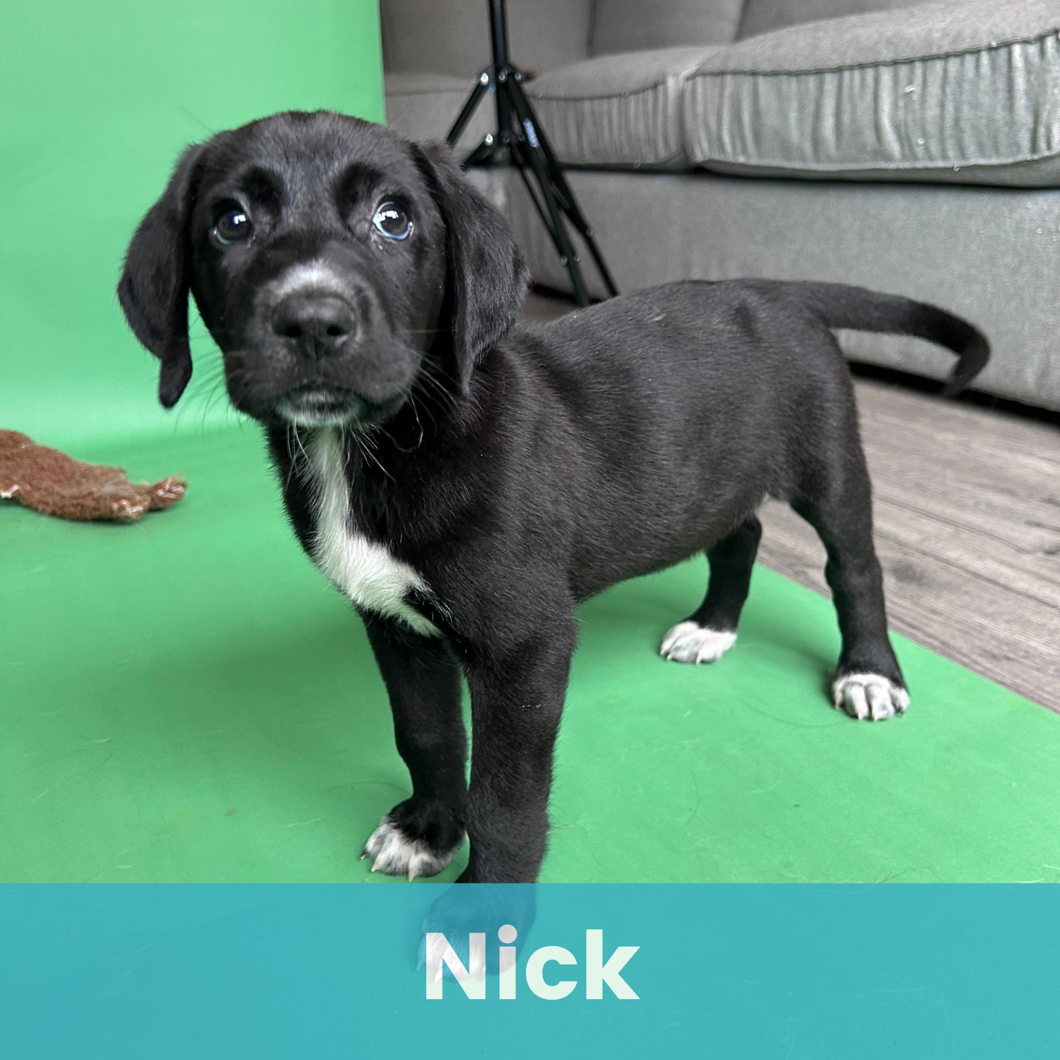 Nick, ADOPTABLE, Puppy Male Mixed Breed.