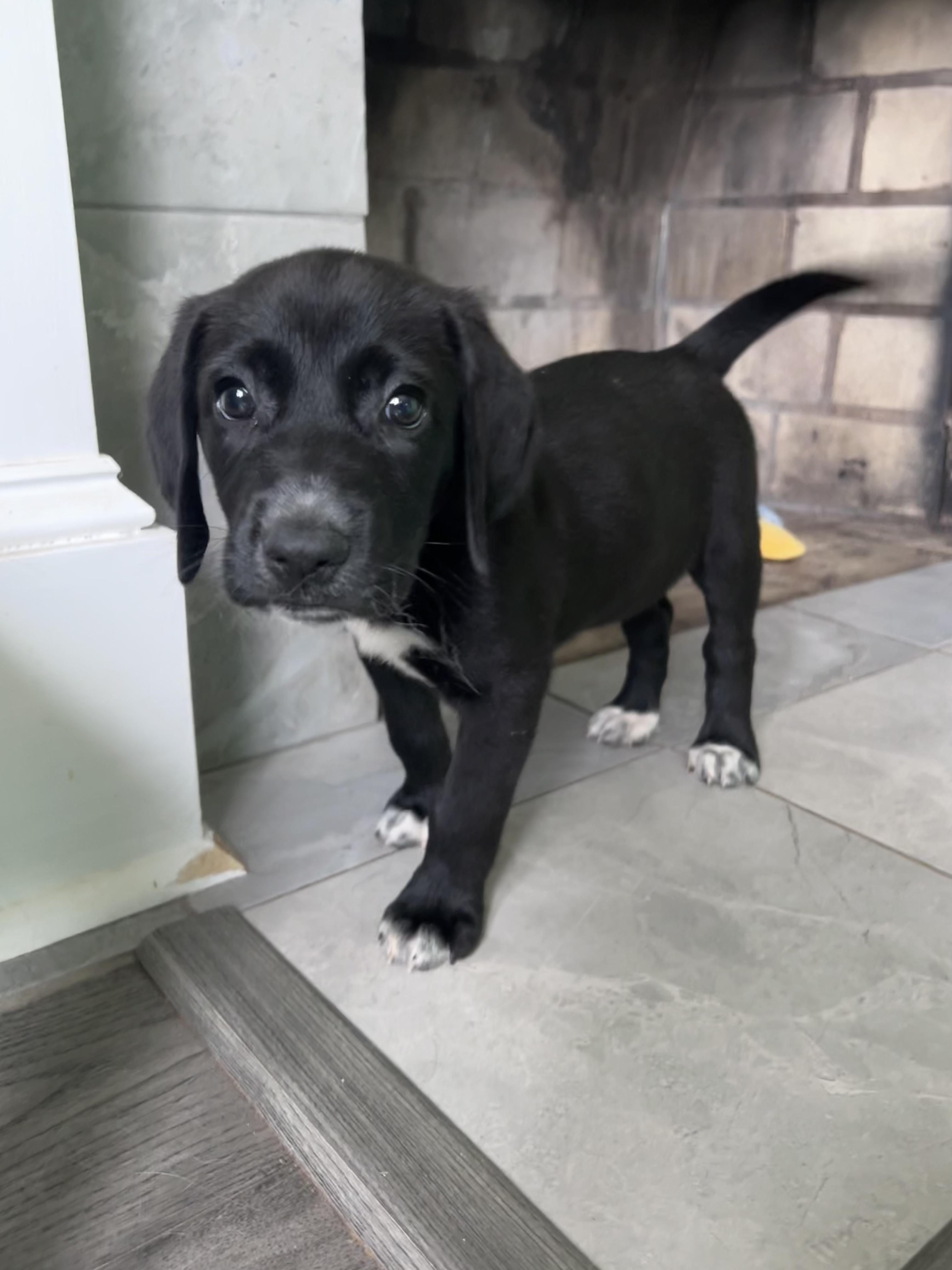 Enlarge Nick, a ADOPTABLE Mixed Breed in Rochester , NY image 4/5