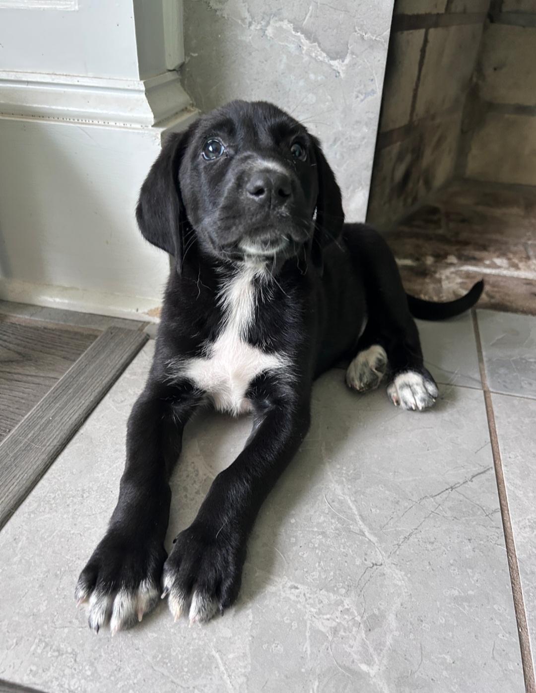 Enlarge Nick, a ADOPTABLE Mixed Breed in Rochester , NY image 3/5