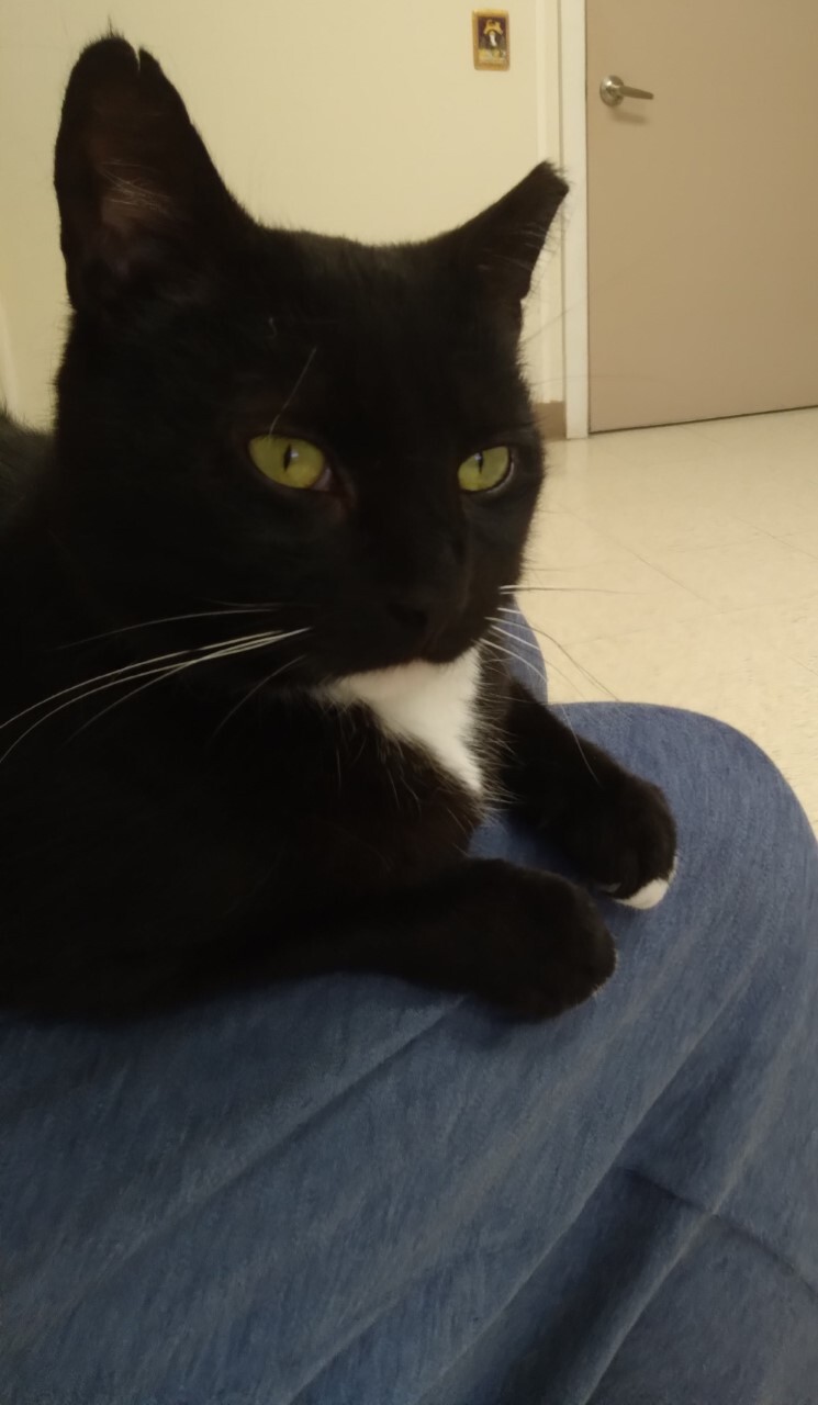 Enlarge Misti, a Adoptable Domestic Short Hair in Dillsburg, PA image 2/6