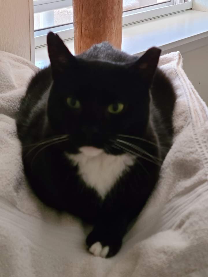 Enlarge Misti, a Adoptable Domestic Short Hair in Dillsburg, PA image 3/6