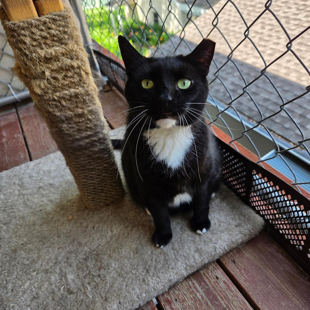 Misti, a Adoptable Domestic Short Hair in Dillsburg, PA image 1/6