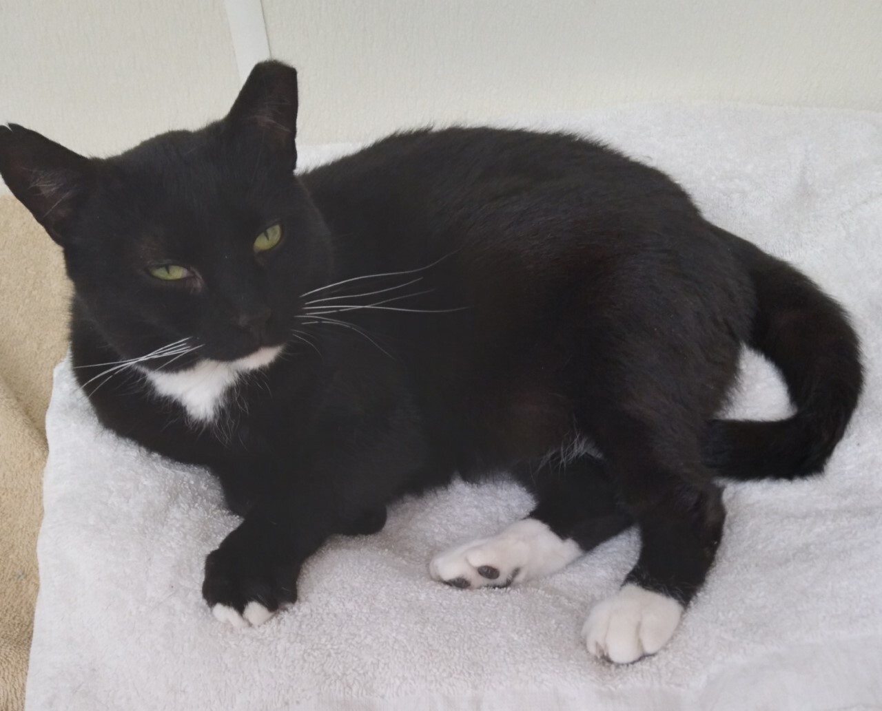 Enlarge Misti, a Adoptable Domestic Short Hair in Dillsburg, PA image 4/6