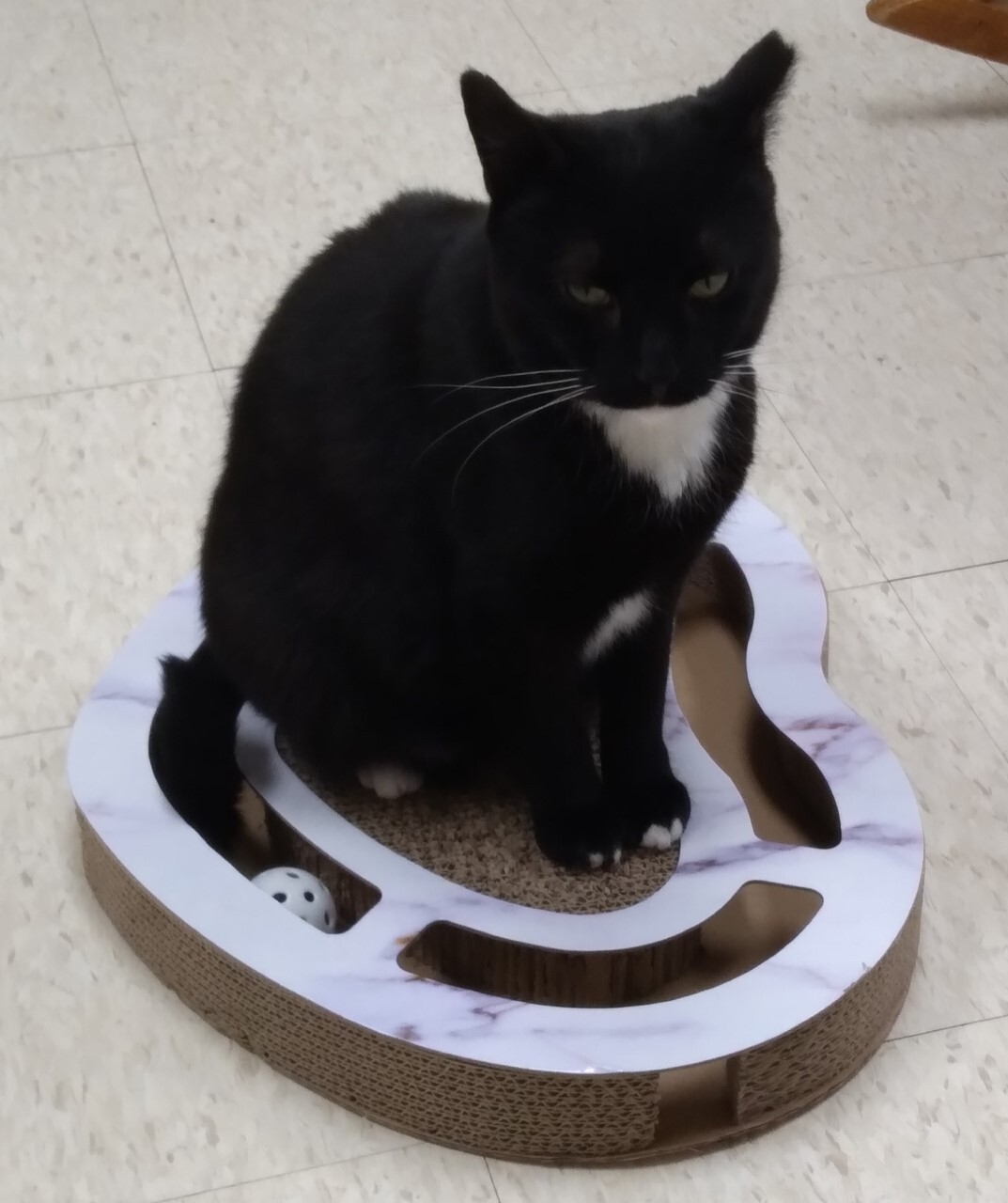 Enlarge Misti, a Adoptable Domestic Short Hair in Dillsburg, PA image 5/6